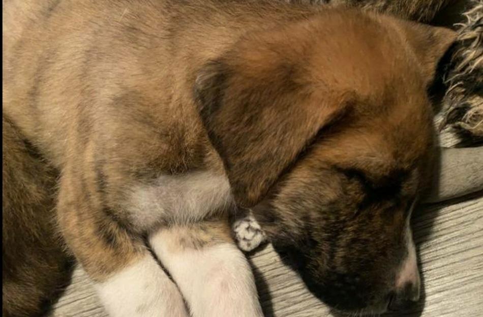 HS Bonita aka Hilda, Adoptable, Puppy Female Great Pyrenees & Mixed Breed.