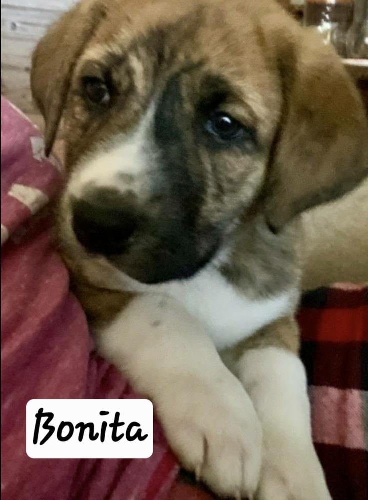 HS Bonita aka Hilda, a Adoptable mixed breed in Warrenton, MO image 2/4