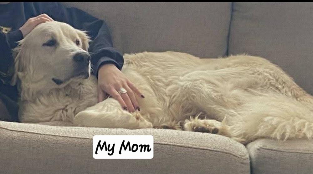 HS Bonita aka Hilda, Adoptable, Puppy Female Great Pyrenees & Mixed Breed.