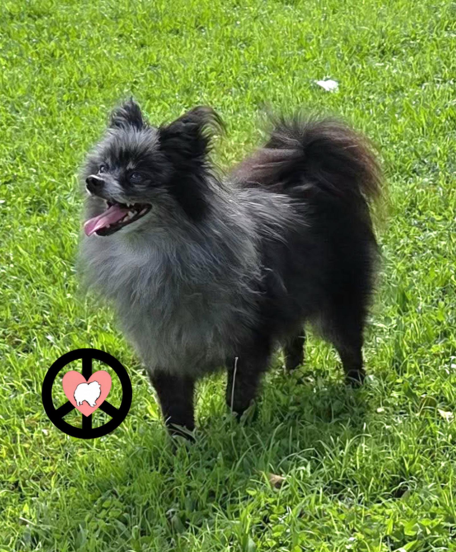Tank Jr, Adoptable, Senior Male Pomeranian.