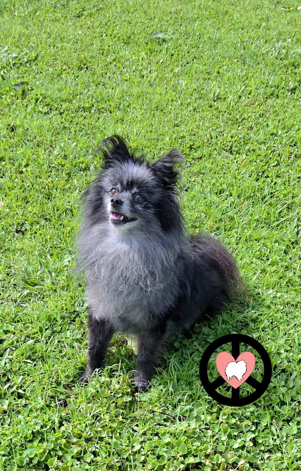 Enlarge Tank Jr, a Adoptable Pomeranian in Lebanon, PA image 2/3