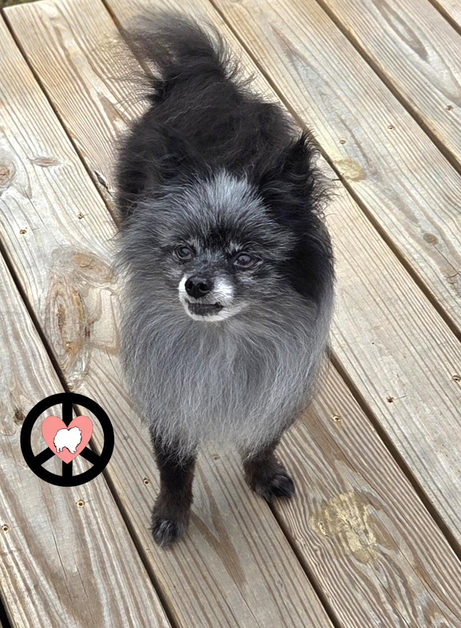 Enlarge Tank Jr, a Adoptable Pomeranian in Lebanon, PA image 2/3