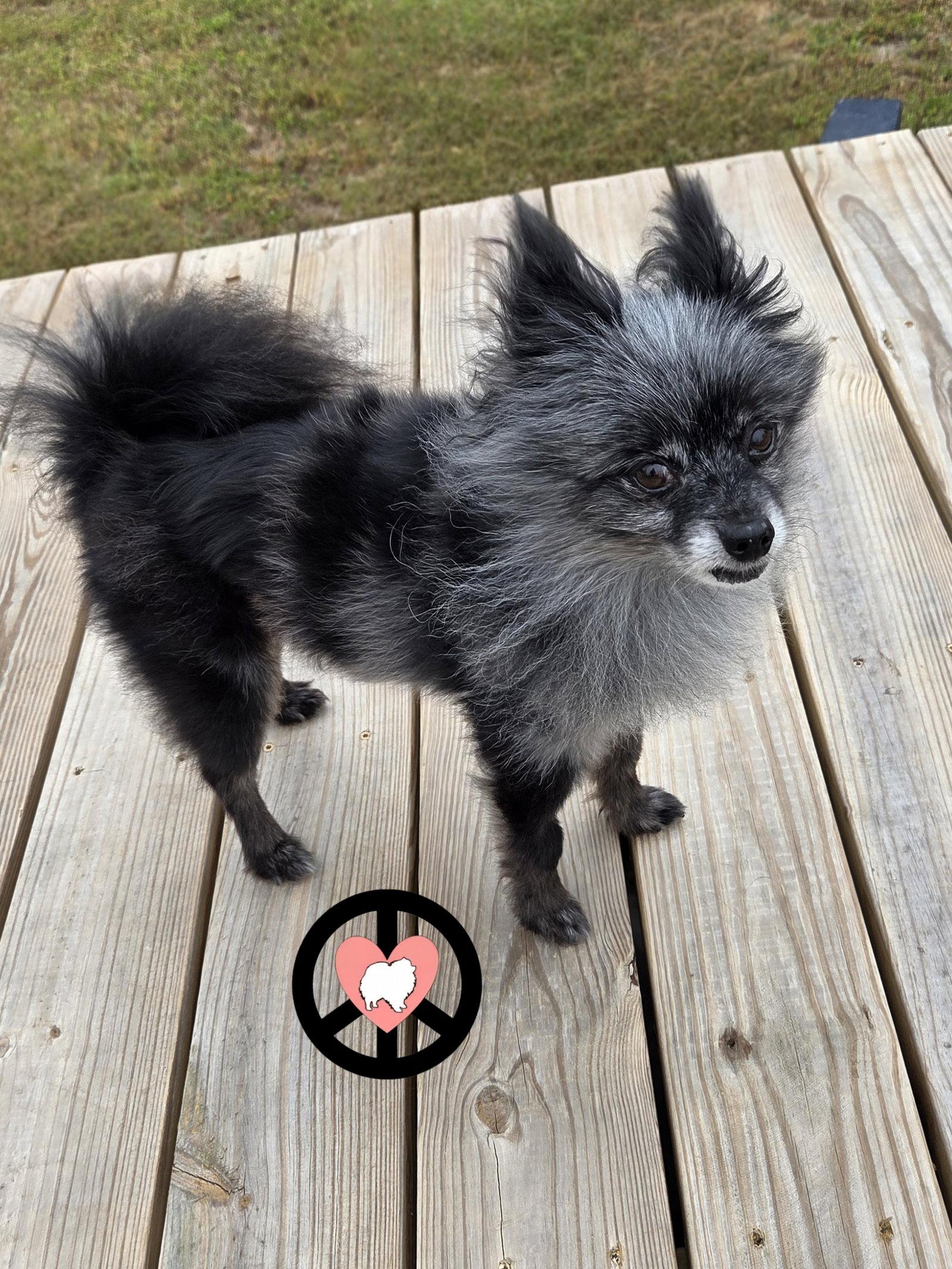 Enlarge Tank Jr, a Adoptable Pomeranian in Lebanon, PA image 3/3