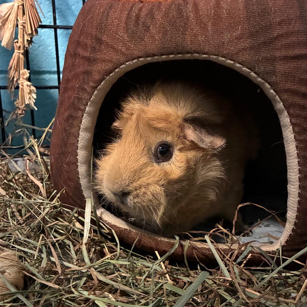 Honey, Adoptable, Adult Female Guinea Pig & Guinea Pig.