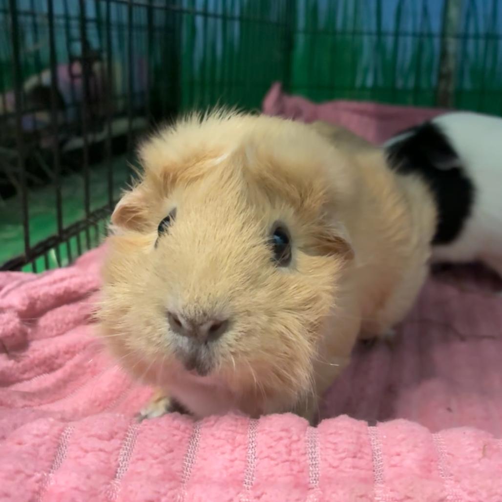 Honey, Adoptable, Adult Female Guinea Pig & Guinea Pig.