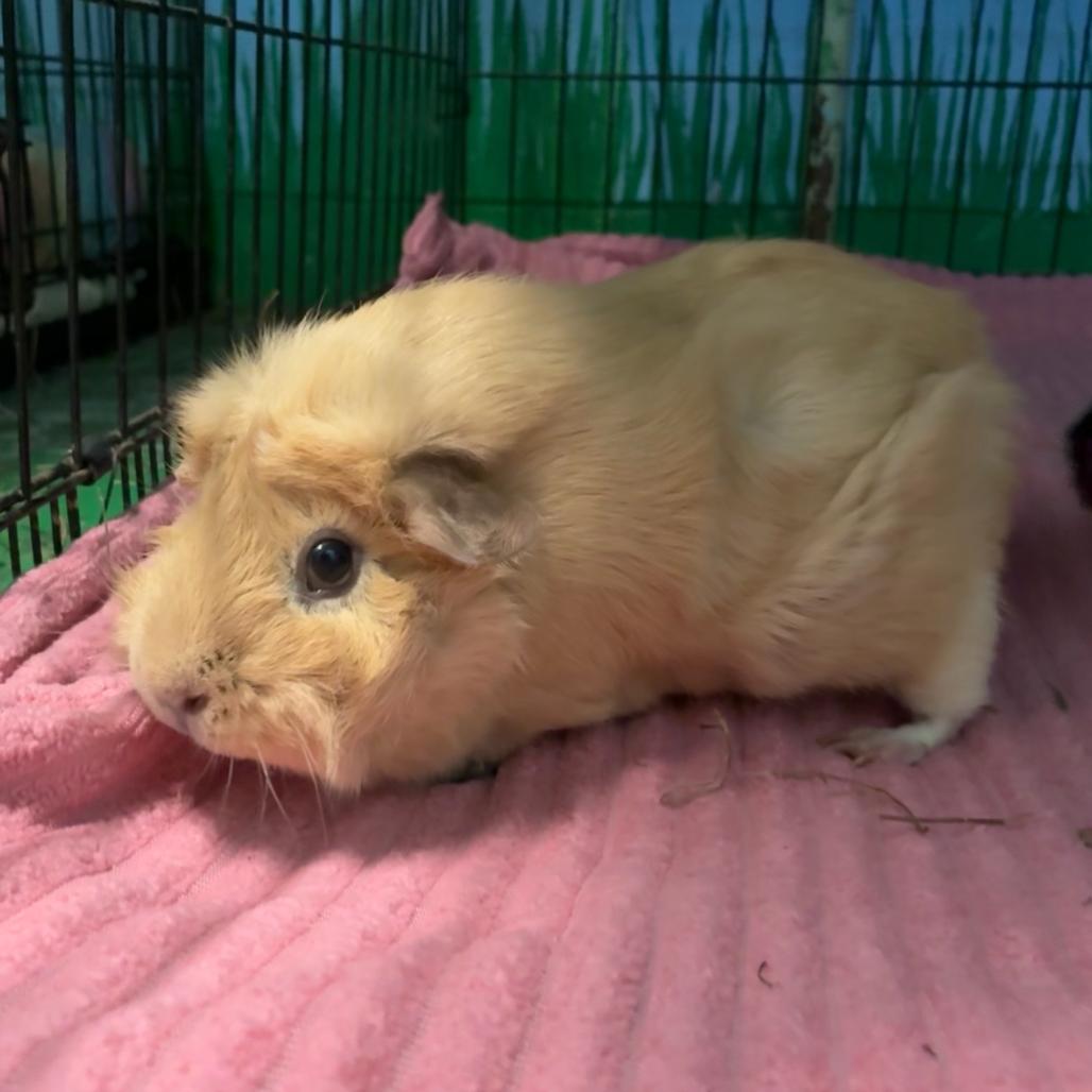 Enlarge Honey, a Adoptable mixed breed in Providence, RI image 2/5