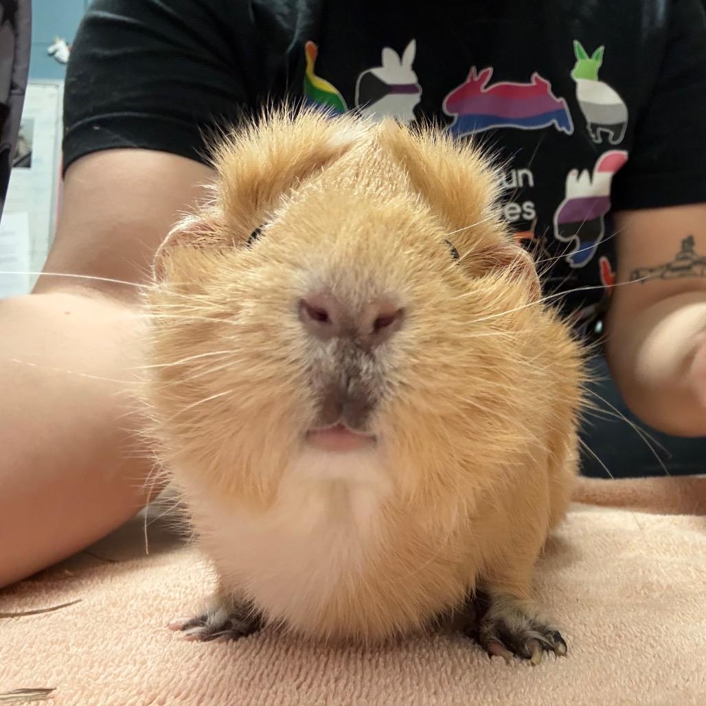 Enlarge Honey, a Adoptable mixed breed in Providence, RI image 3/5