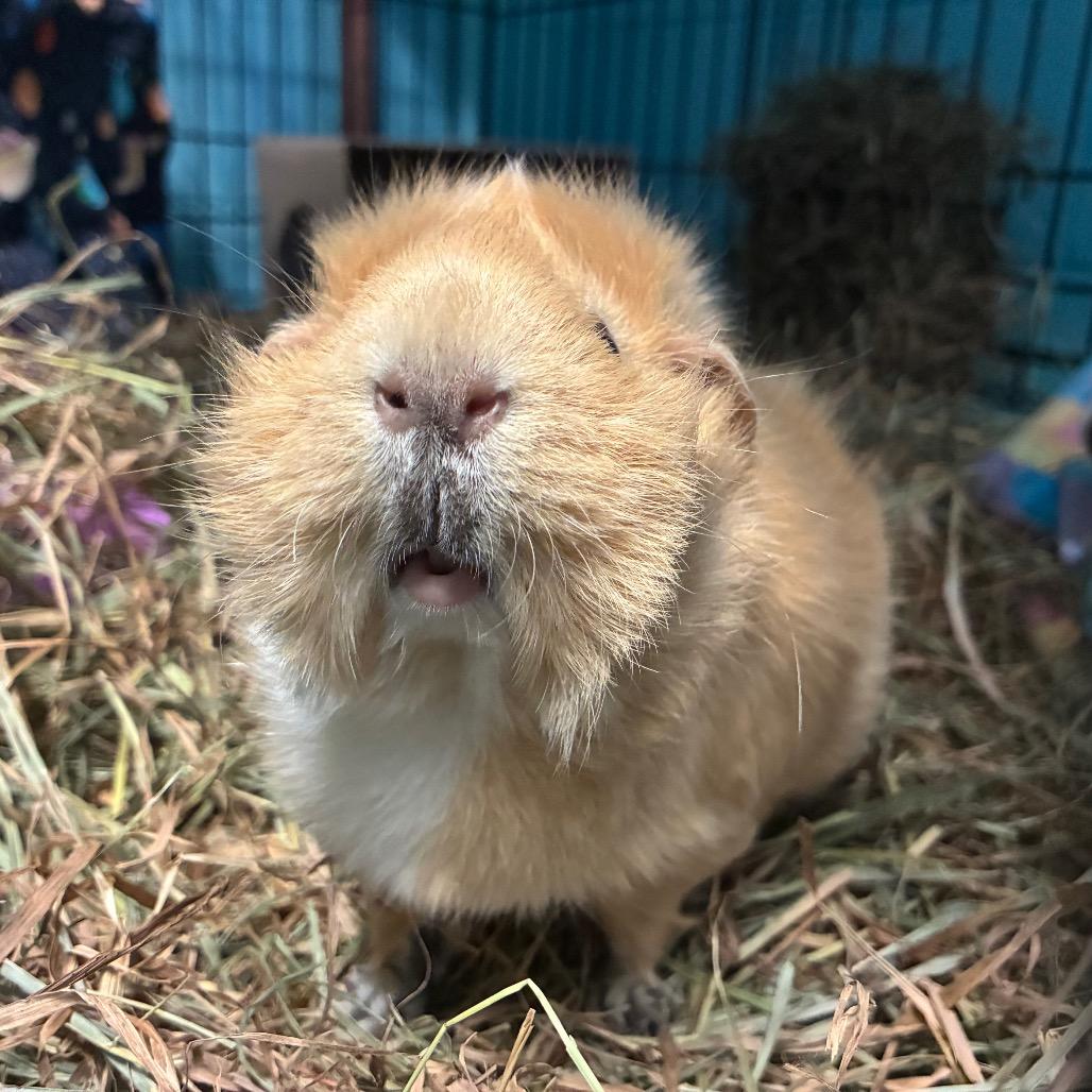 Enlarge Honey, a Adoptable mixed breed in Providence, RI image 4/5