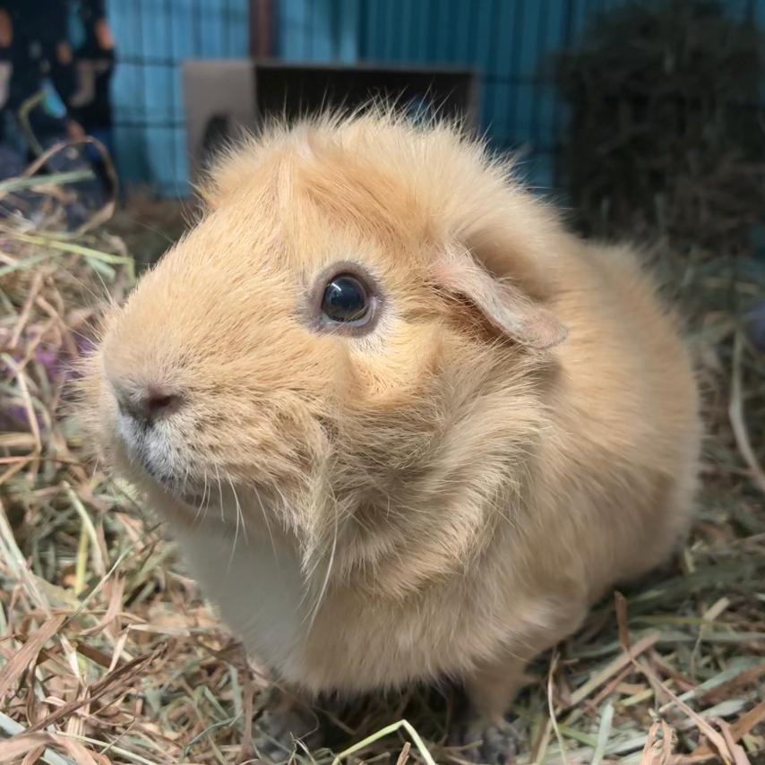 Enlarge Honey, a Adoptable mixed breed in Providence, RI image 5/5