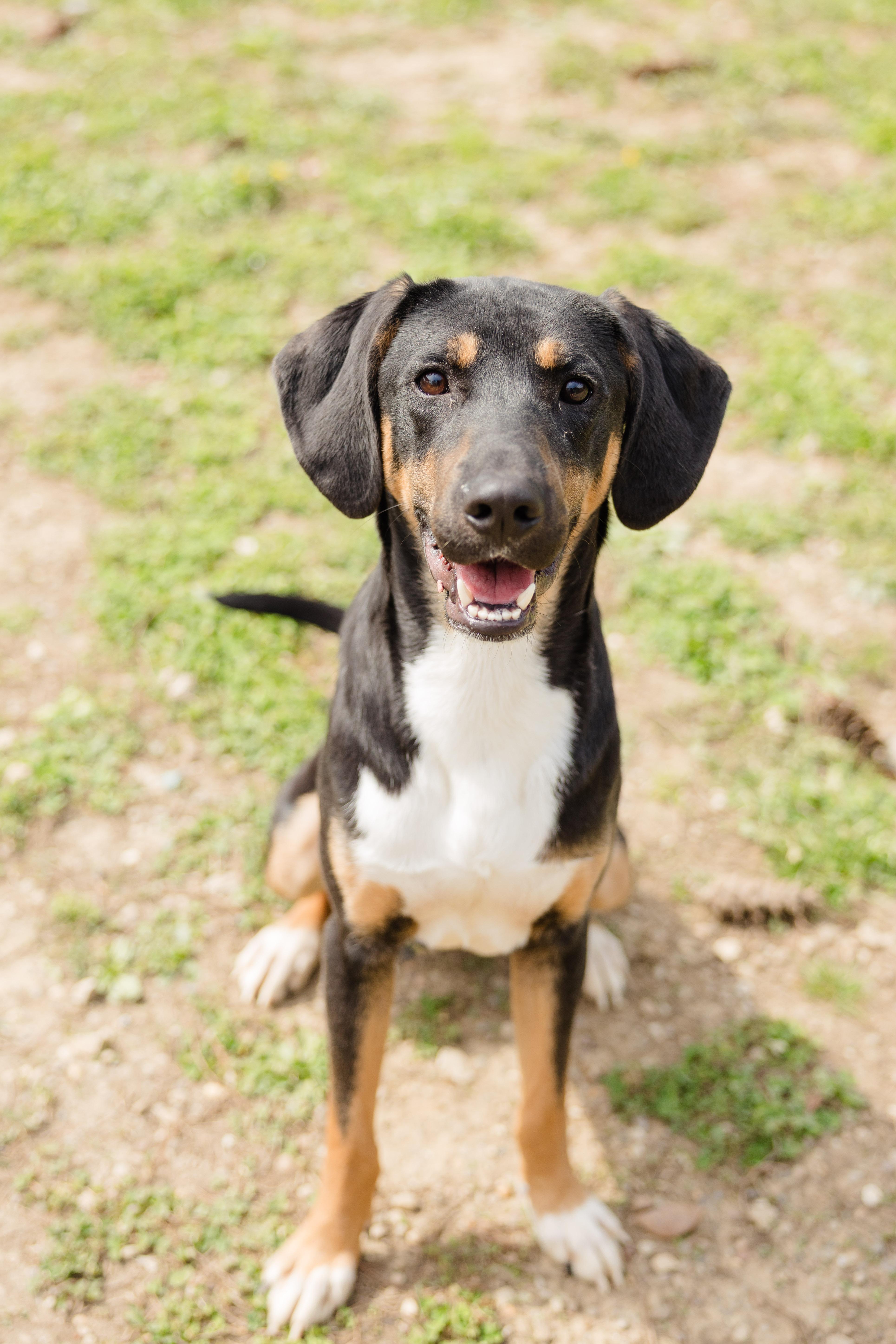 Enlarge Elliott, a ADOPTABLE mixed breed in Newburgh, IN image 2/4