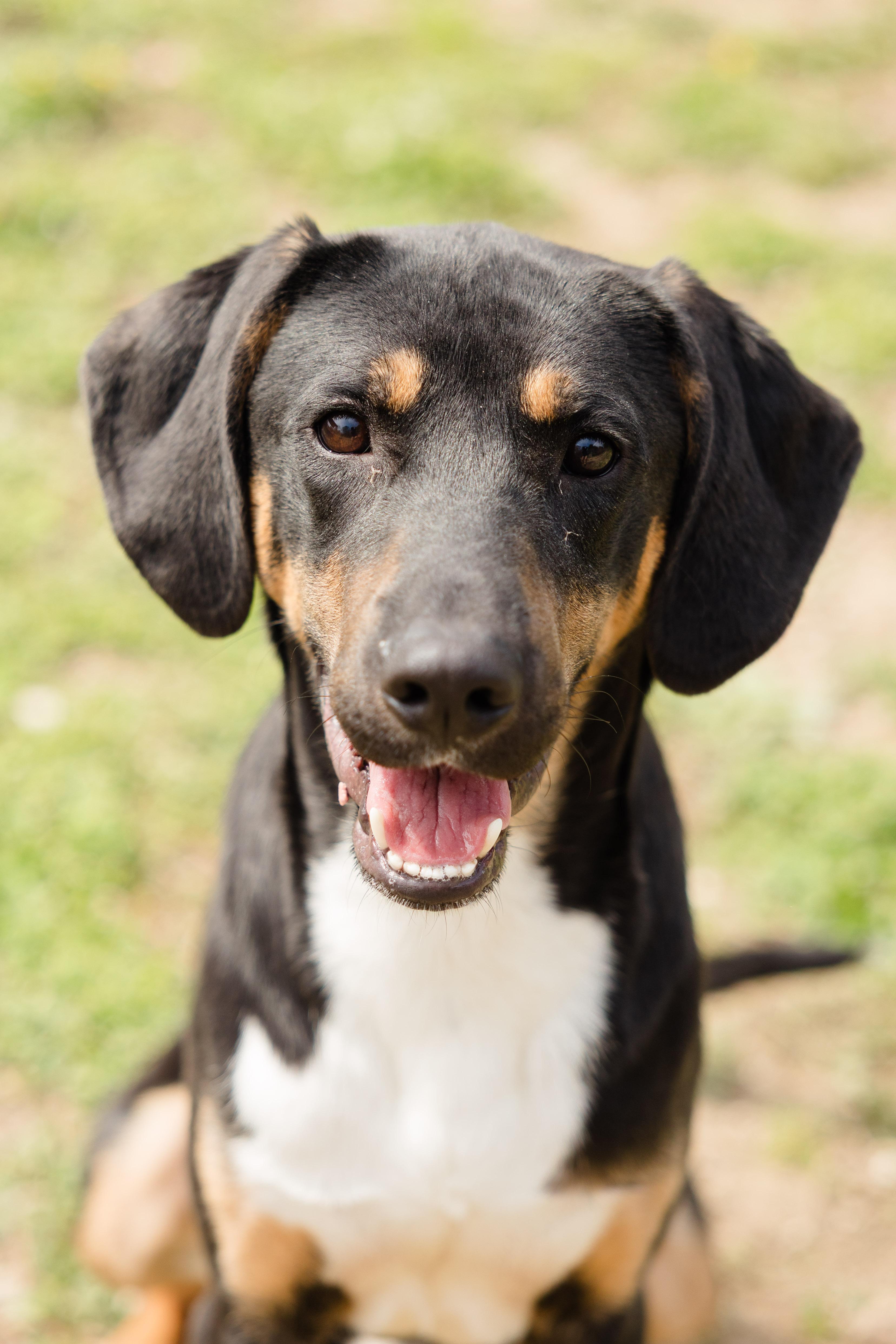 Elliott, ADOPTABLE, Young Male Doberman Pinscher.