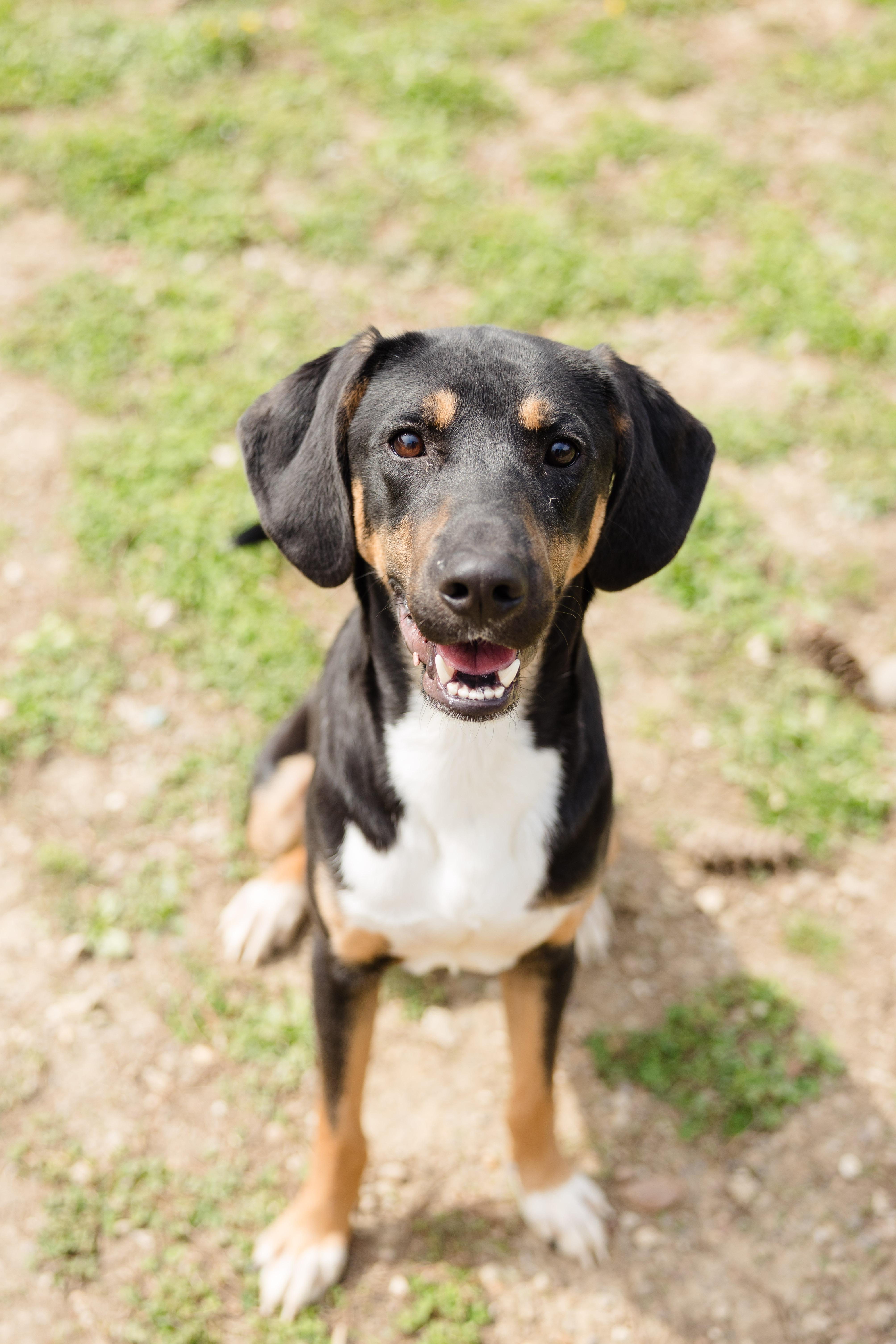 Enlarge Elliott, a ADOPTABLE mixed breed in Newburgh, IN image 4/4