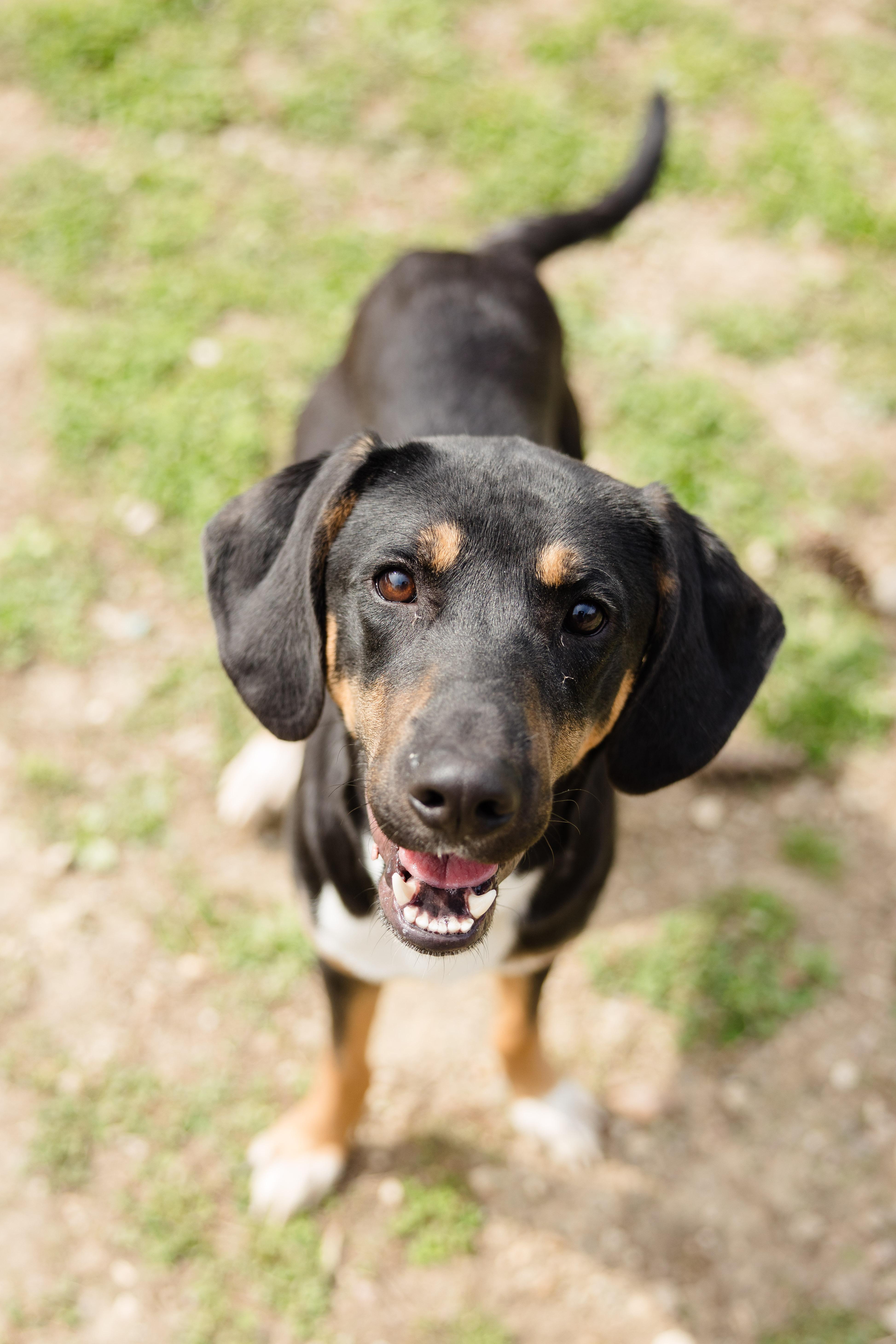 Enlarge Elliott, a ADOPTABLE mixed breed in Newburgh, IN image 3/4