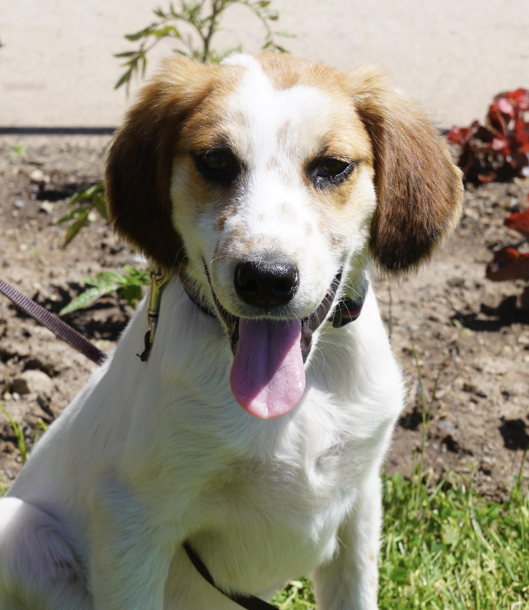 Timber, ADOPTABLE, Puppy Male Cavalier King Charles Spaniel.