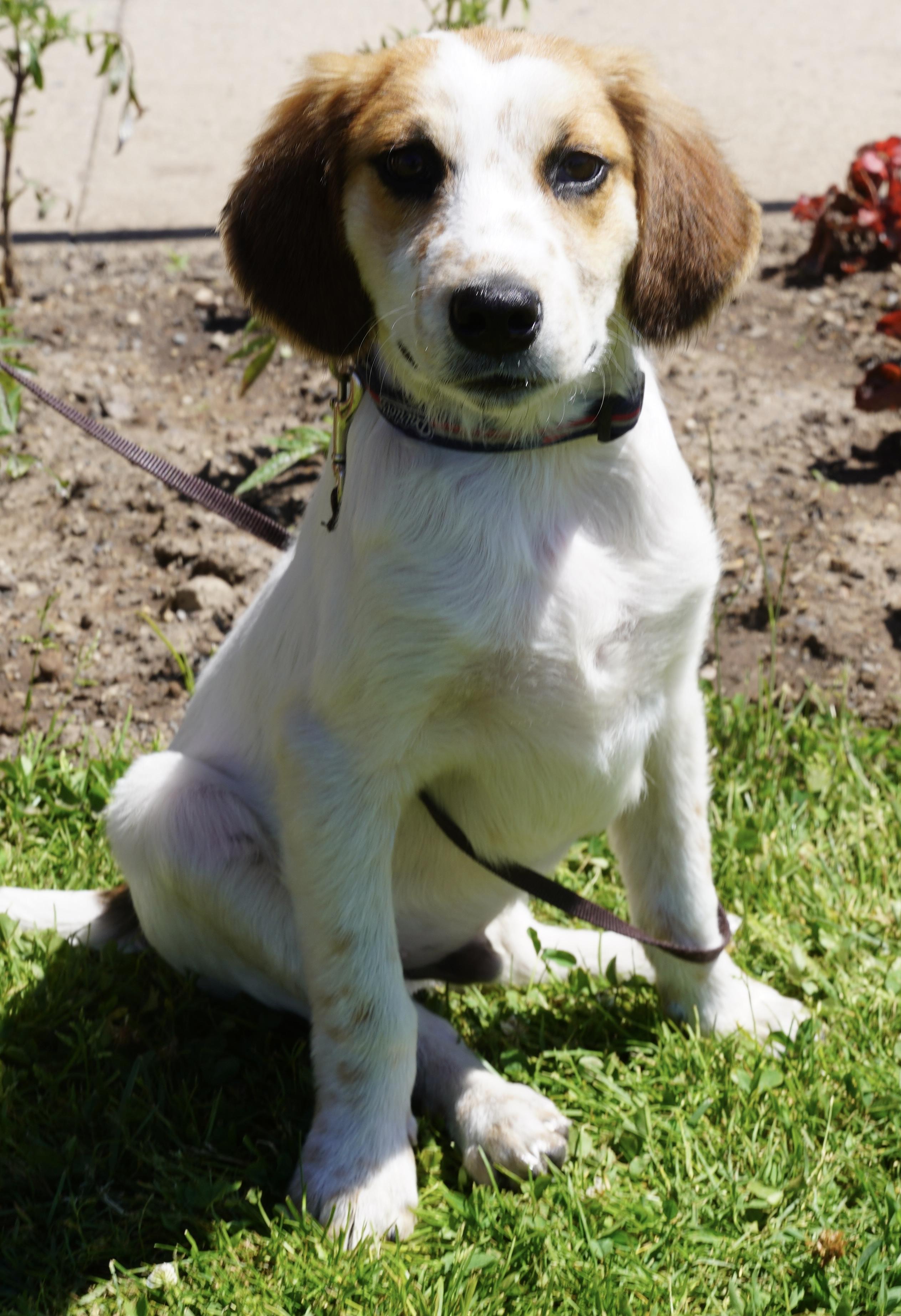 Timber, a ADOPTABLE mixed breed in Pottsville, PA image 4/4