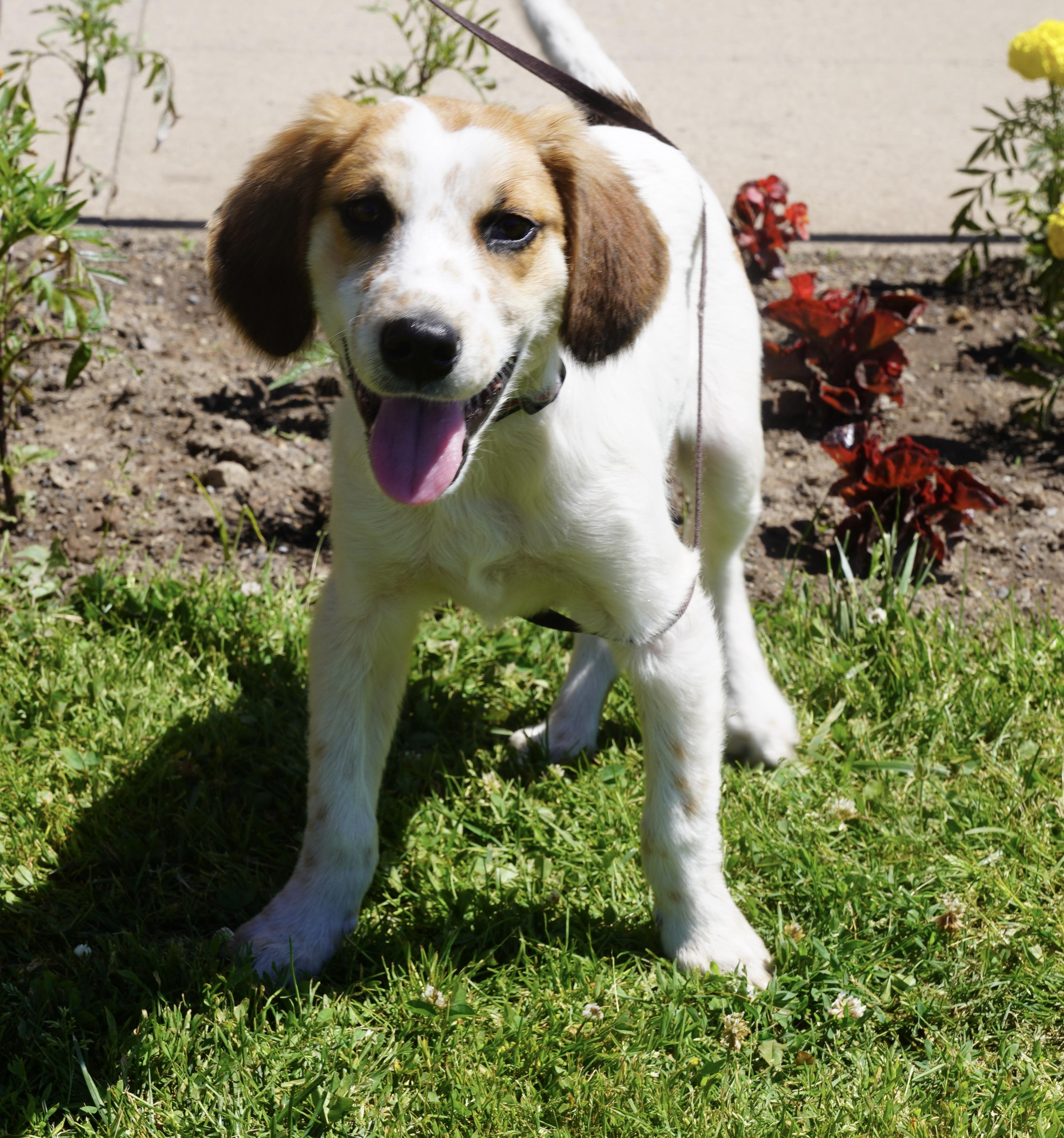 Timber, a ADOPTABLE mixed breed in Pottsville, PA image 2/4