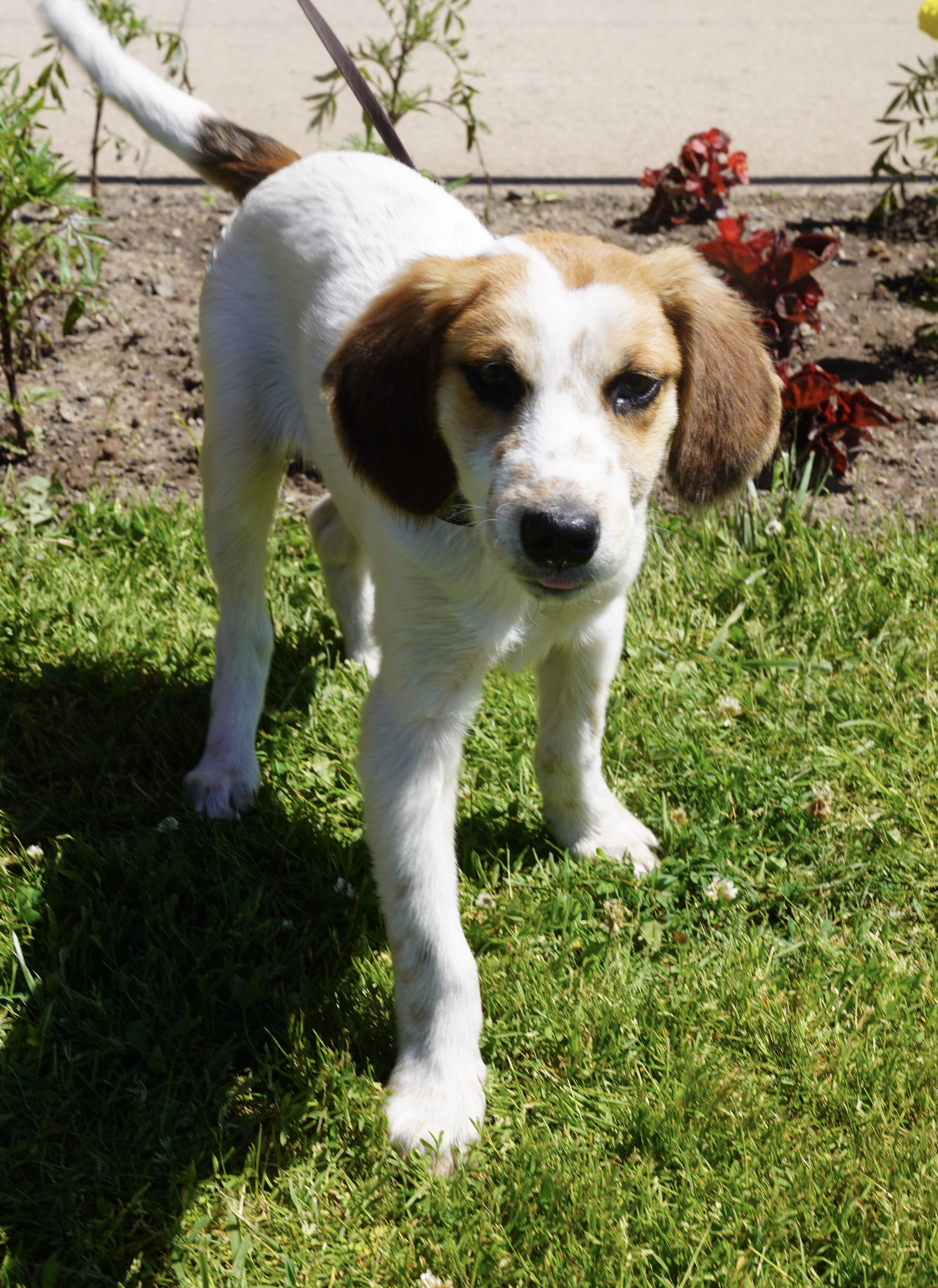 Timber, a ADOPTABLE mixed breed in Pottsville, PA image 3/4