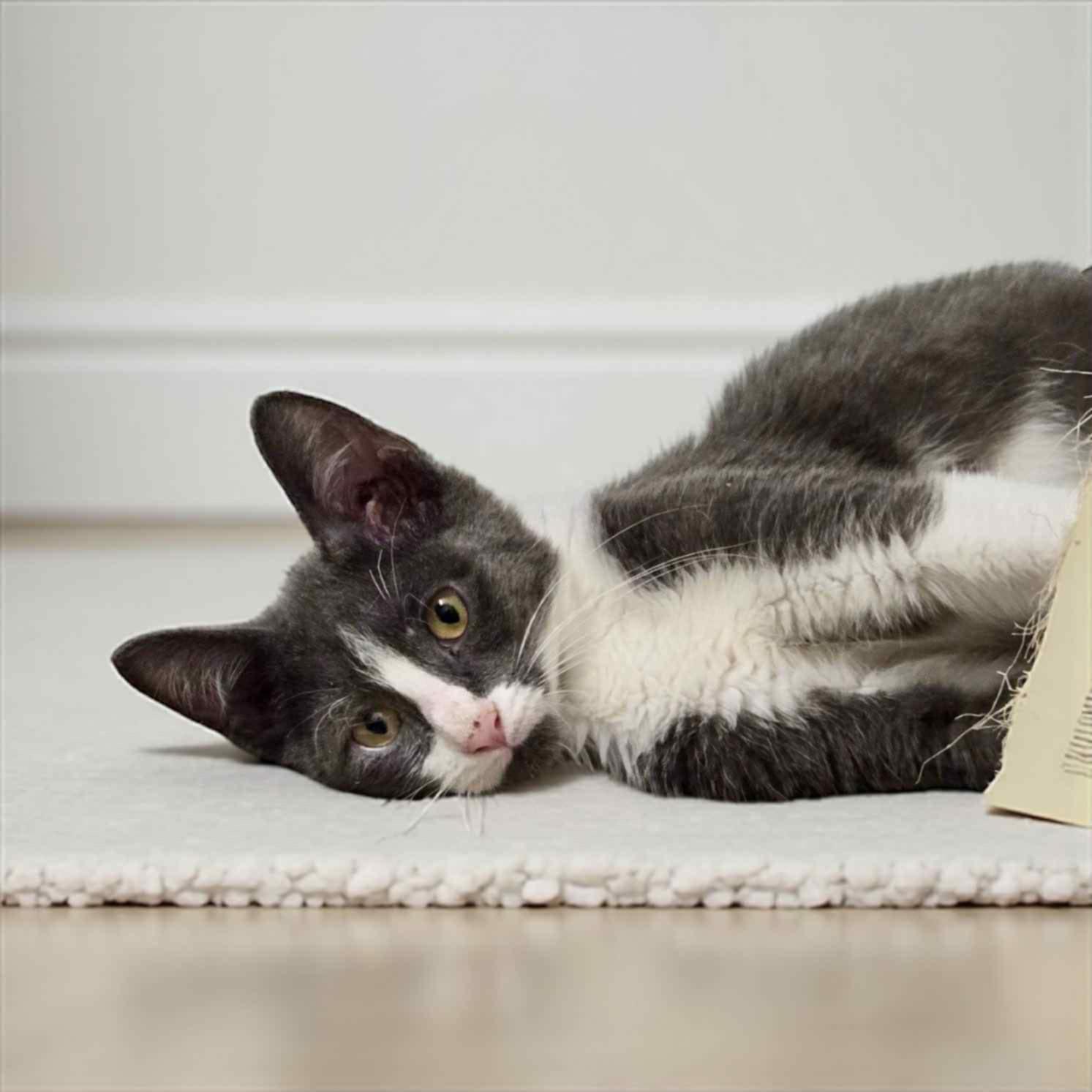 Benjamin, a Adoptable Domestic Short Hair in Warren, NJ image 1/3