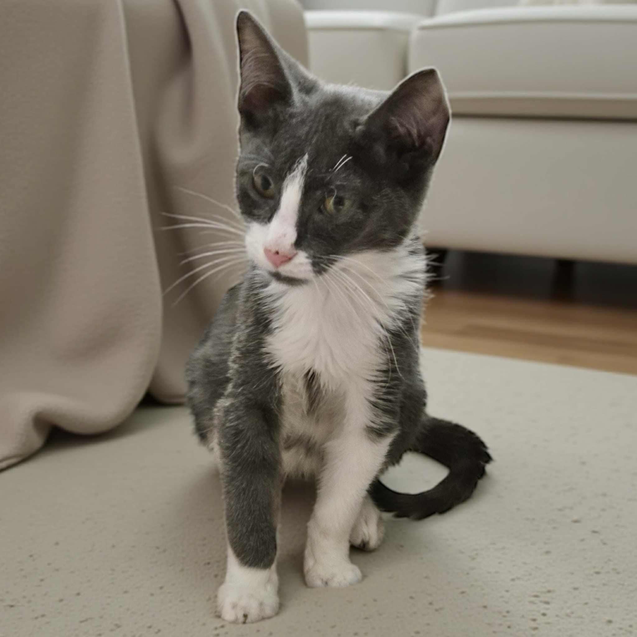 Benjamin, a Adoptable Domestic Short Hair in Warren, NJ image 3/3