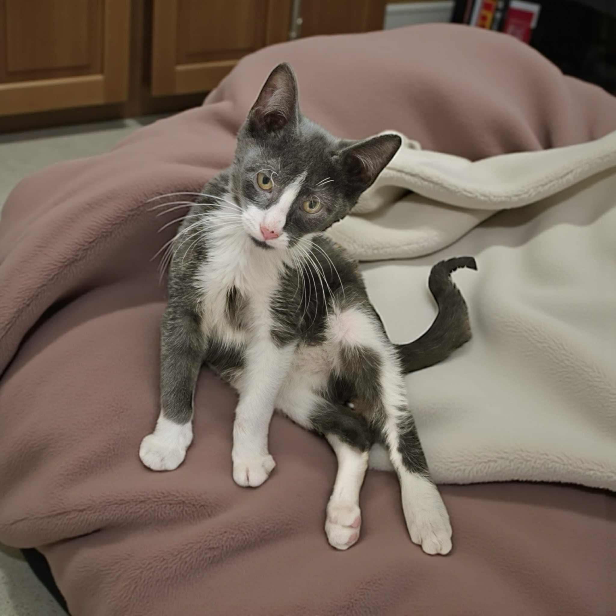 Benjamin, a Adoptable Domestic Short Hair in Warren, NJ image 2/3