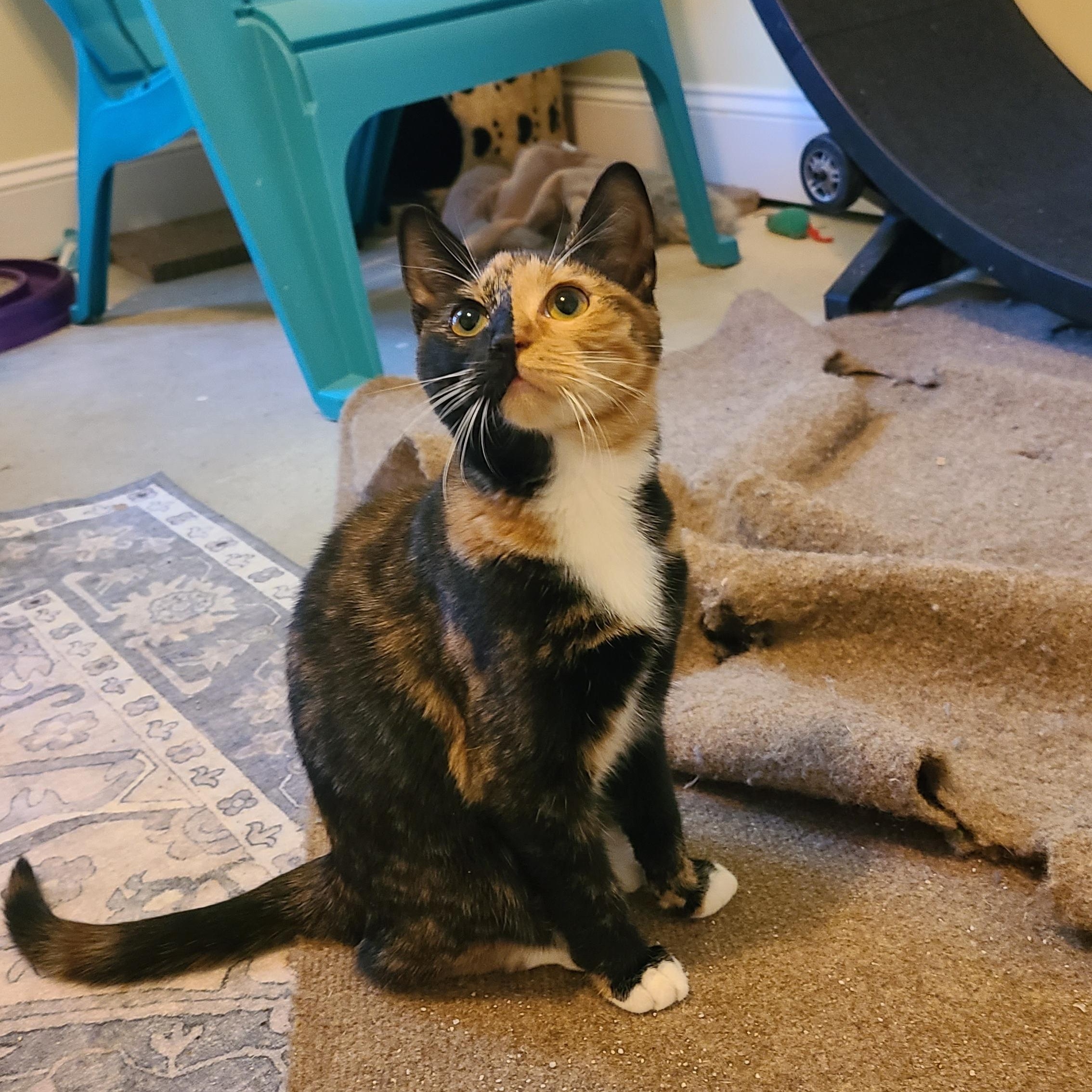 Jitterbug - Winterville, GA, adoptable, Kitten Female Domestic Short Hair & Calico.