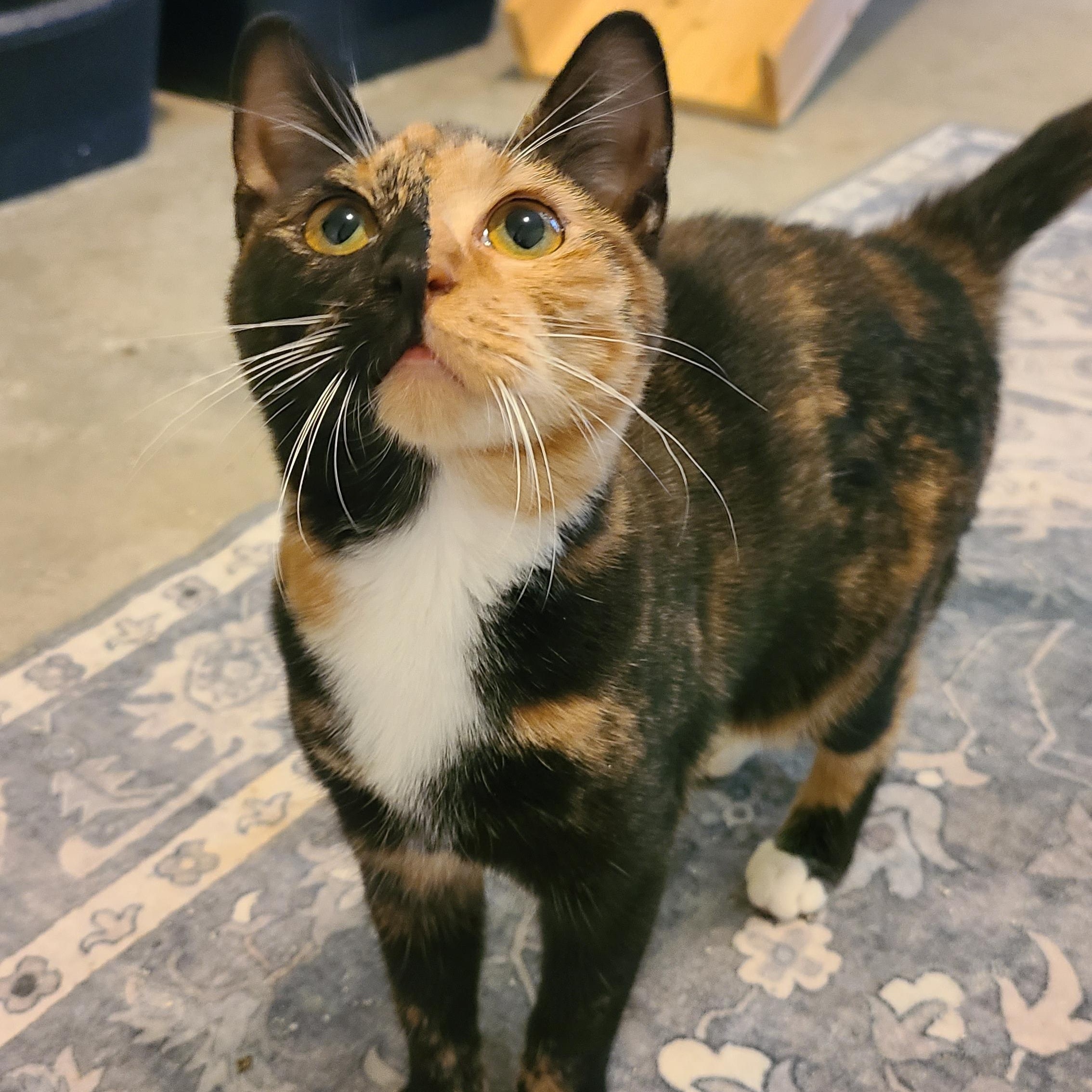 Jitterbug - Winterville, GA, an adoptable mixed breed in Athens, GA image 2/4