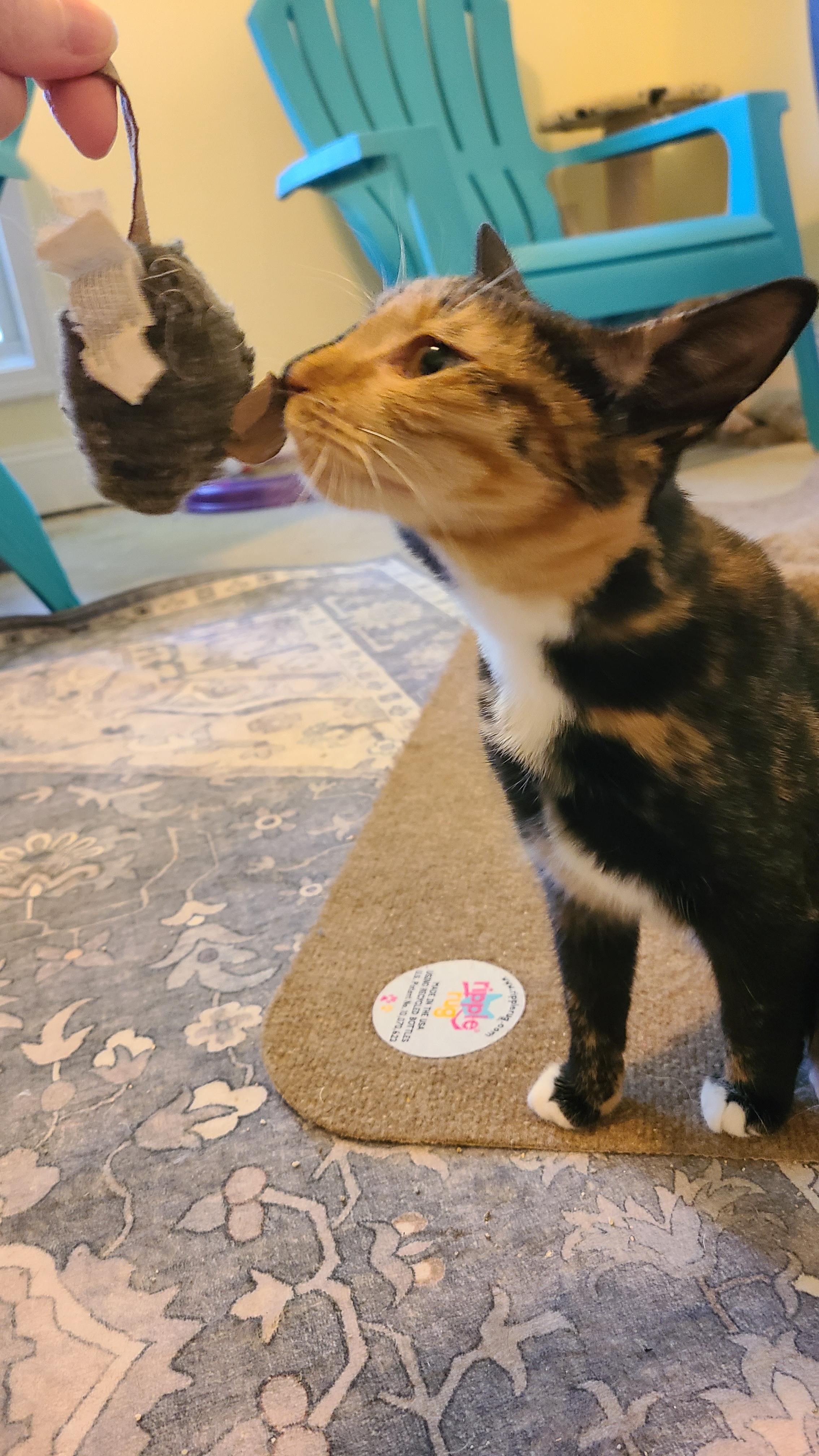 Jitterbug - Winterville, GA, an adoptable mixed breed in Athens, GA image 3/4