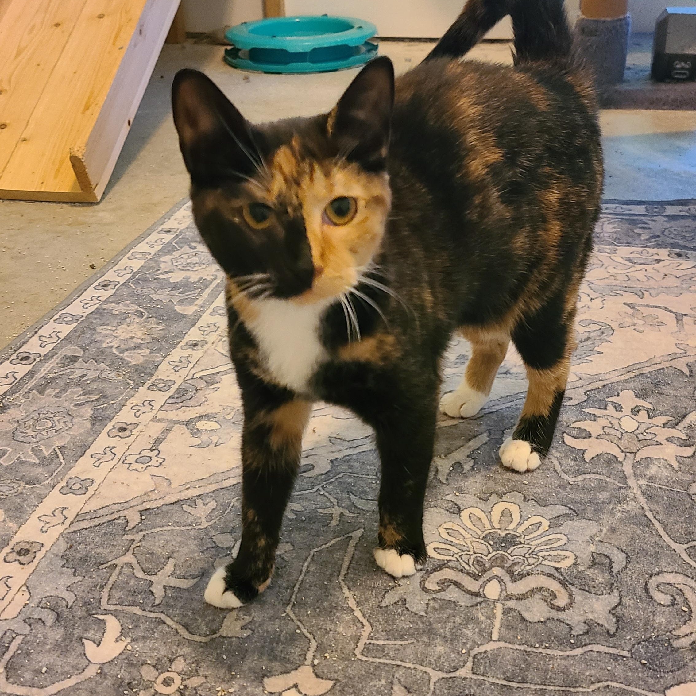 Jitterbug - Winterville, GA, an adoptable mixed breed in Athens, GA image 4/4