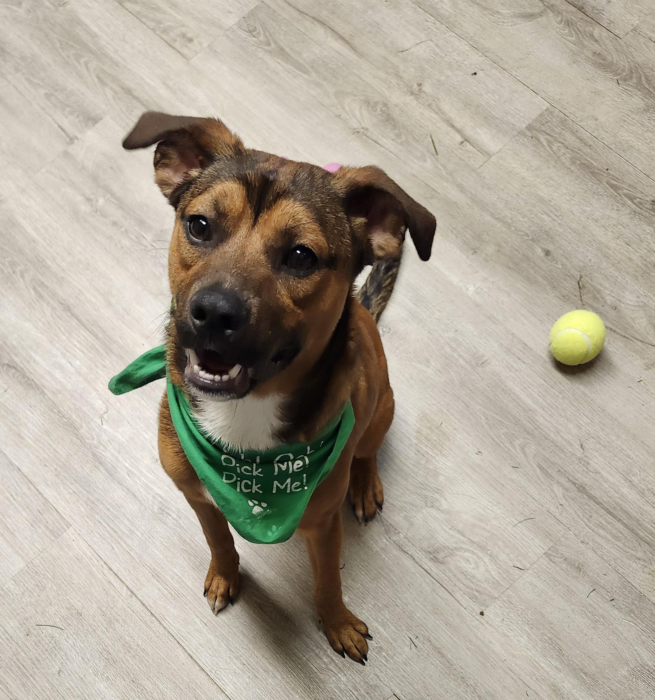 Booker, Baby Male Boxer