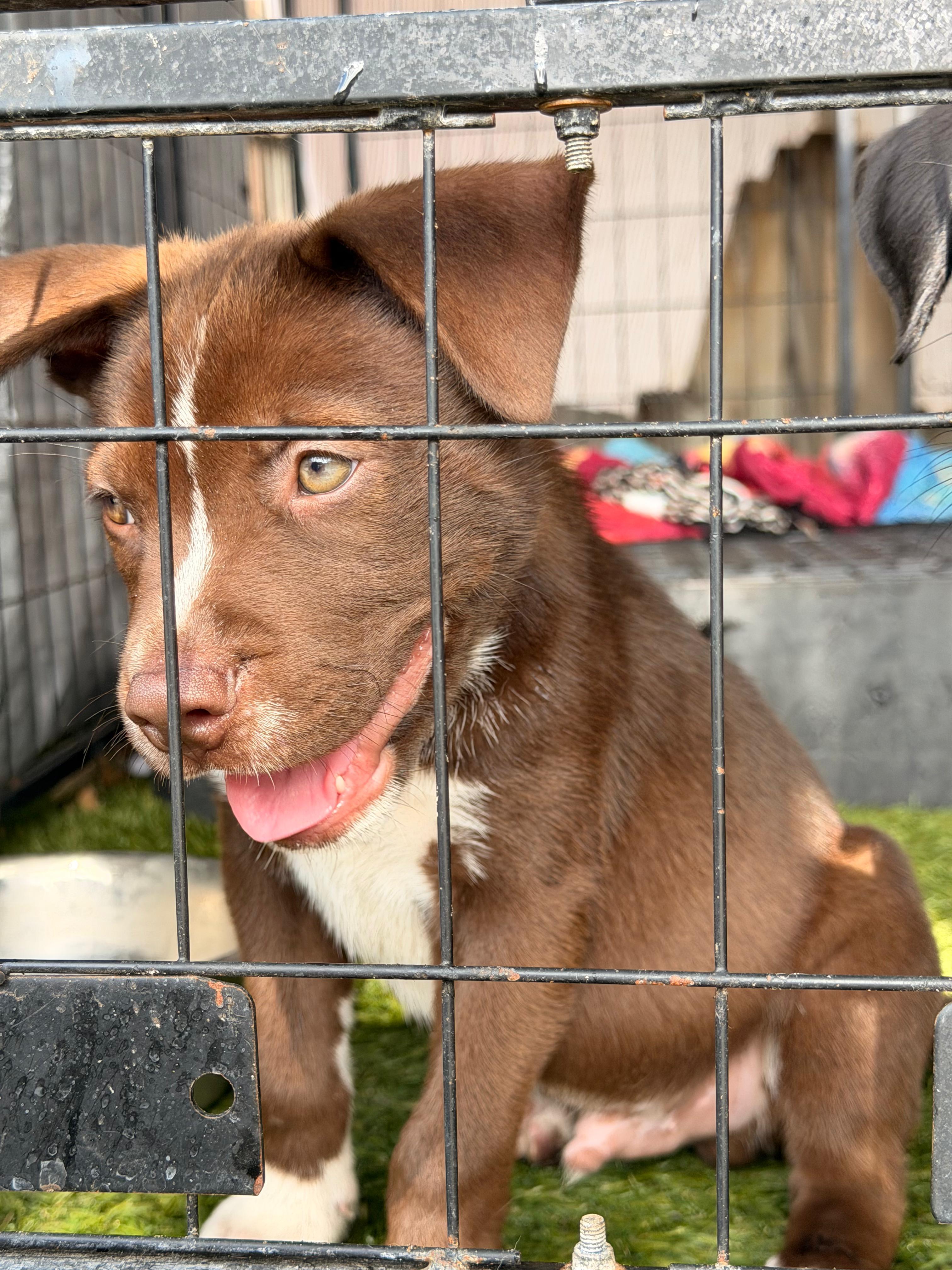 Enlarge Boy, a ADOPTABLE mixed breed in Tampa, FL image 4/5