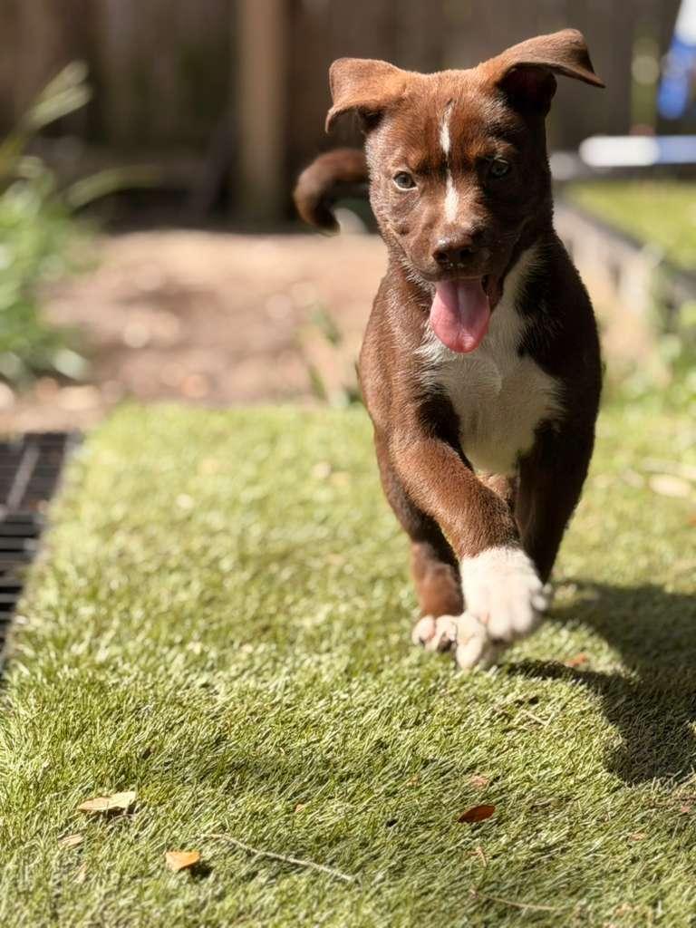 Boy, ADOPTABLE, Puppy Male Chocolate Labrador Retriever & American Staffordshire Terrier.