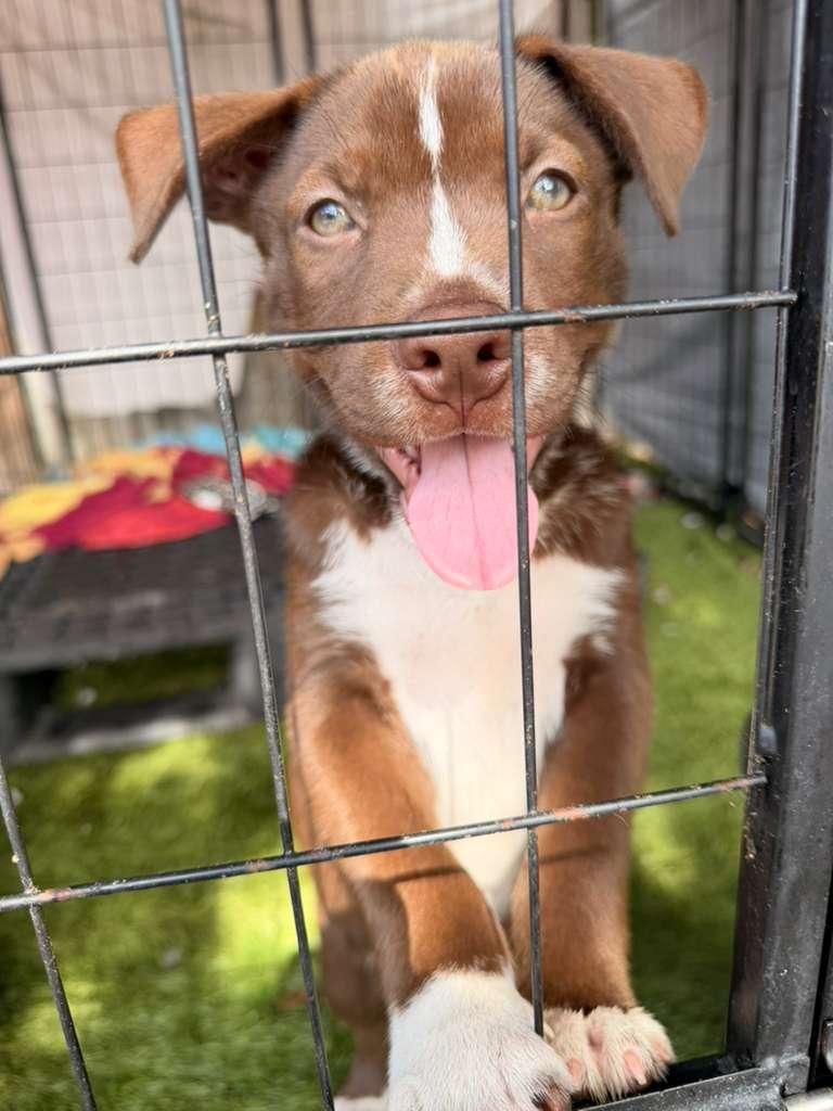Enlarge Boy, a ADOPTABLE mixed breed in Tampa, FL image 5/5