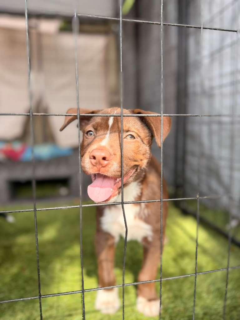 Enlarge Boy, a ADOPTABLE mixed breed in Tampa, FL image 3/5