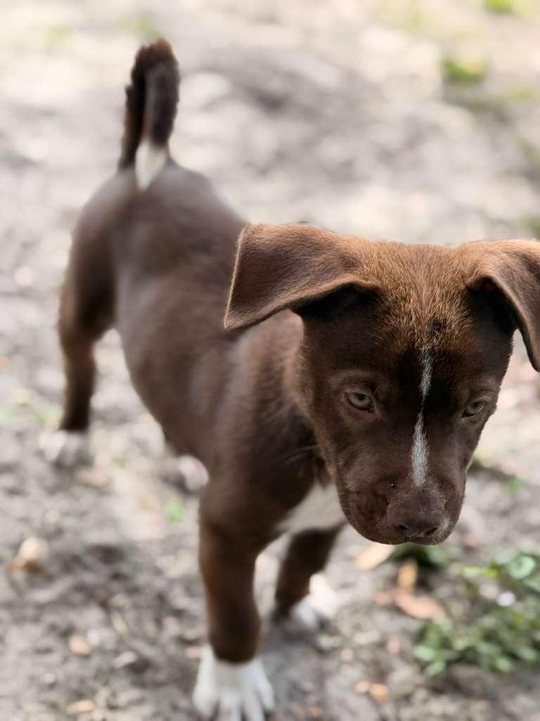 Enlarge Boy, a ADOPTABLE mixed breed in Tampa, FL image 2/5