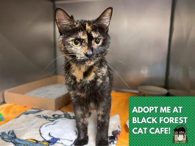 Enlarge GIDGET, a Adoptable Domestic Short Hair in Fort Wayne, IN image 1/1