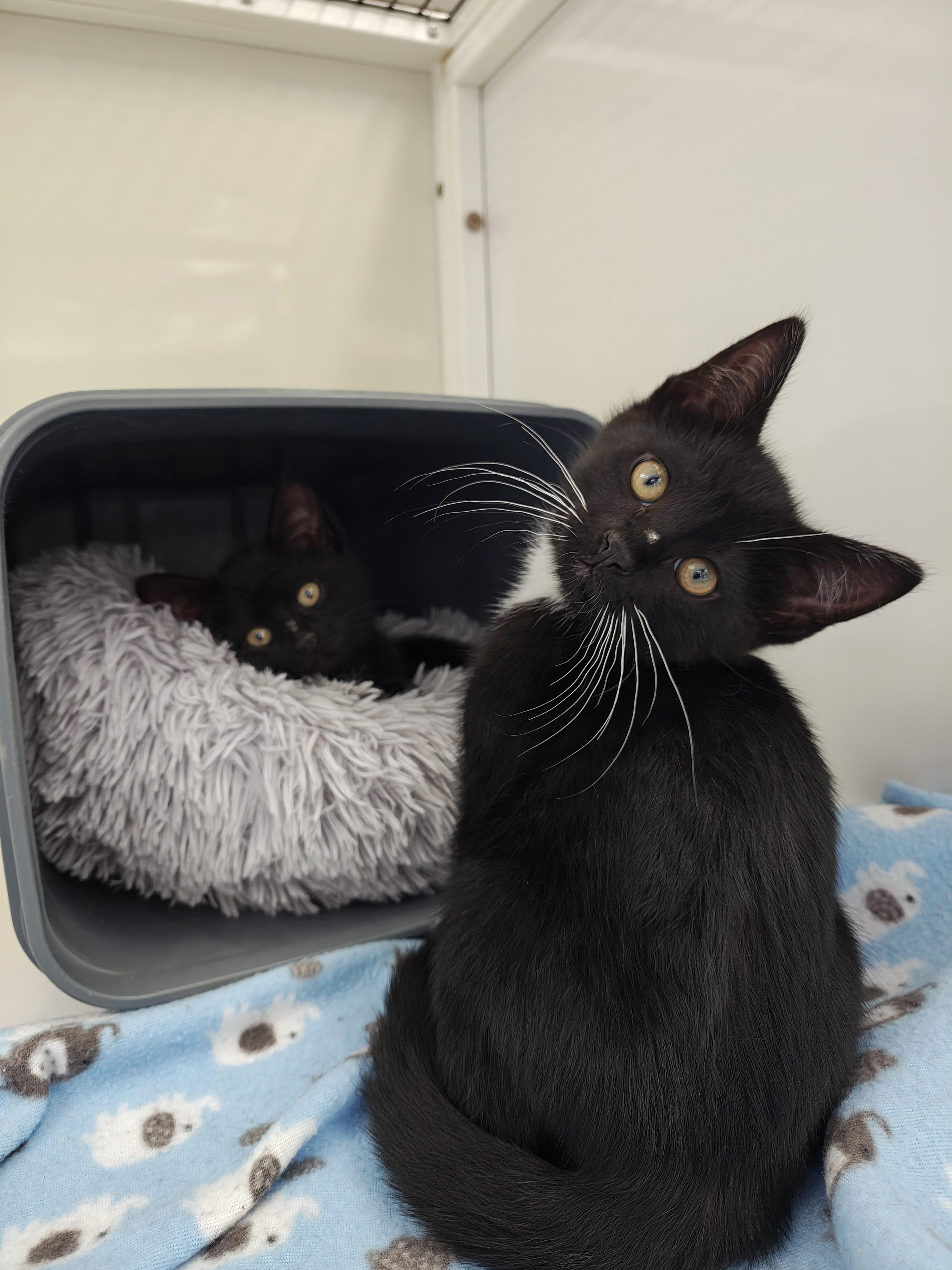 Andy & Chester (Bonded), adopted, Kitten Male Domestic Short Hair.