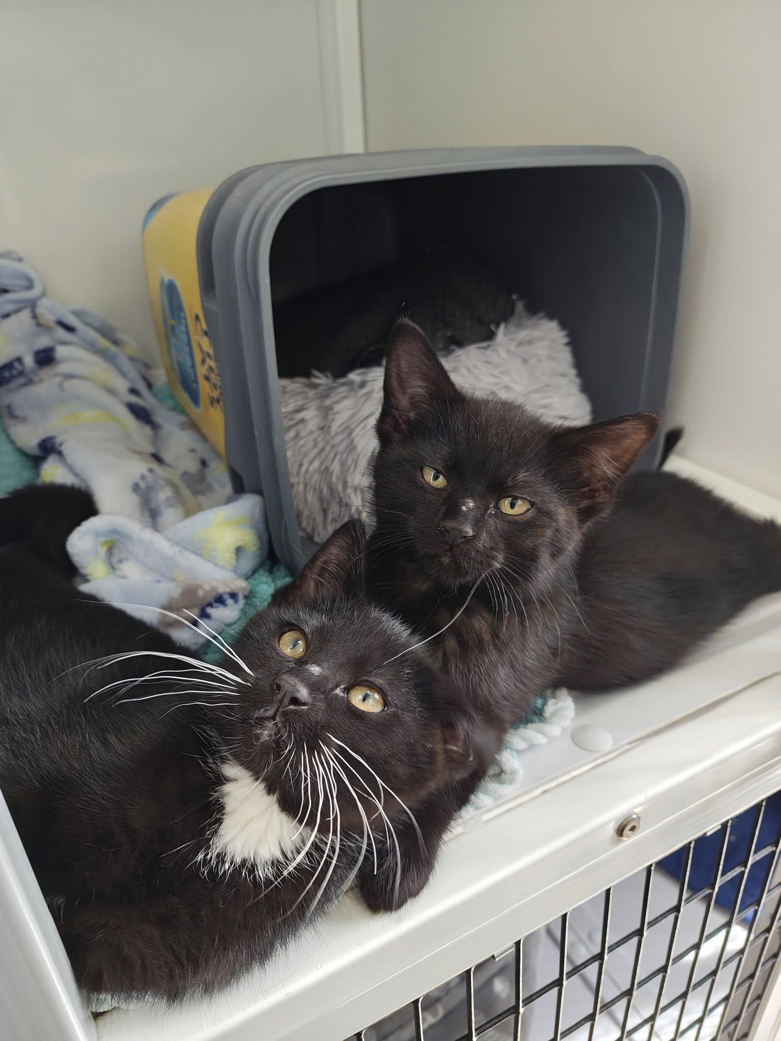 Andy & Chester (Bonded), an adopted Domestic Short Hair in Oconto, WI image 2/3