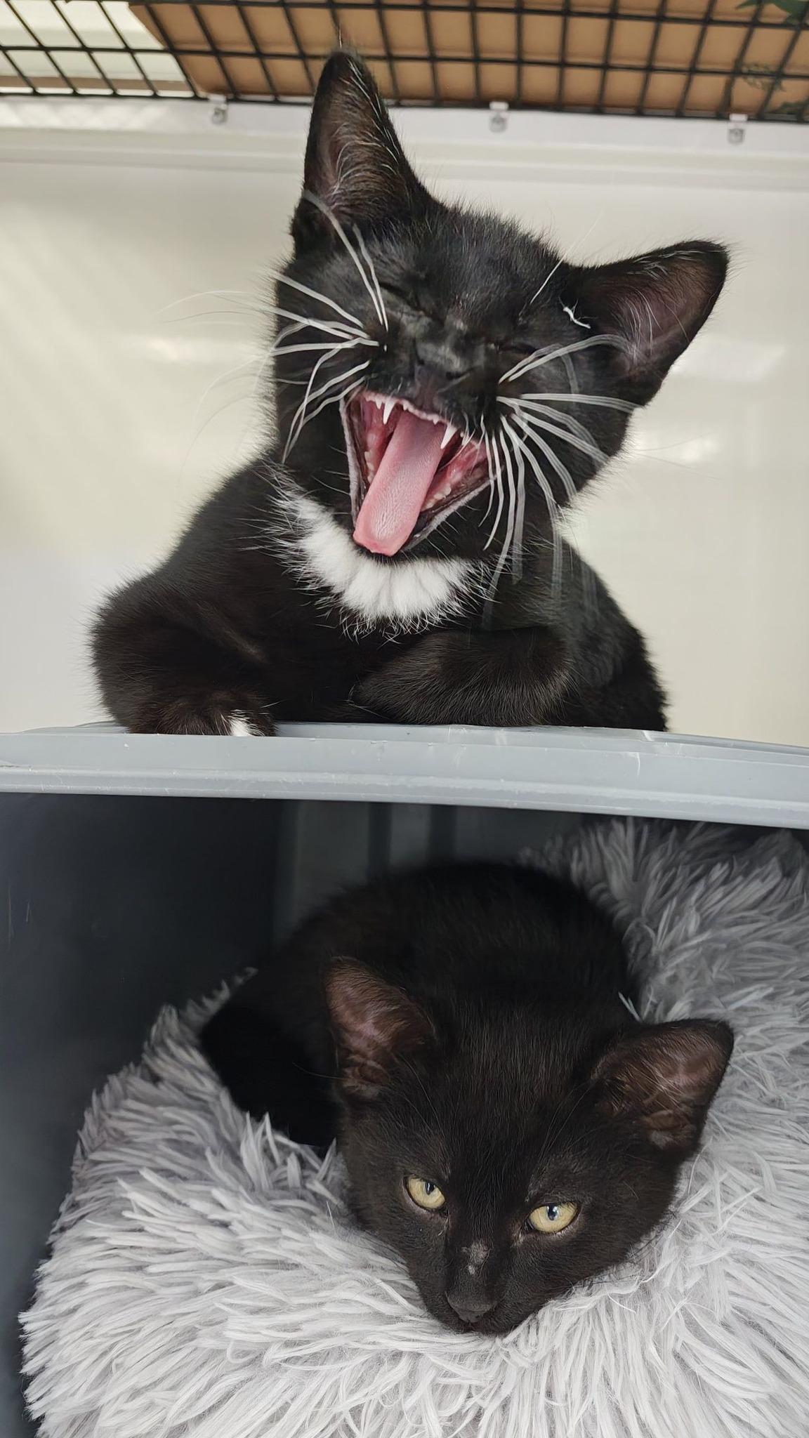 Andy & Chester (Bonded), an adopted Domestic Short Hair in Oconto, WI image 3/3
