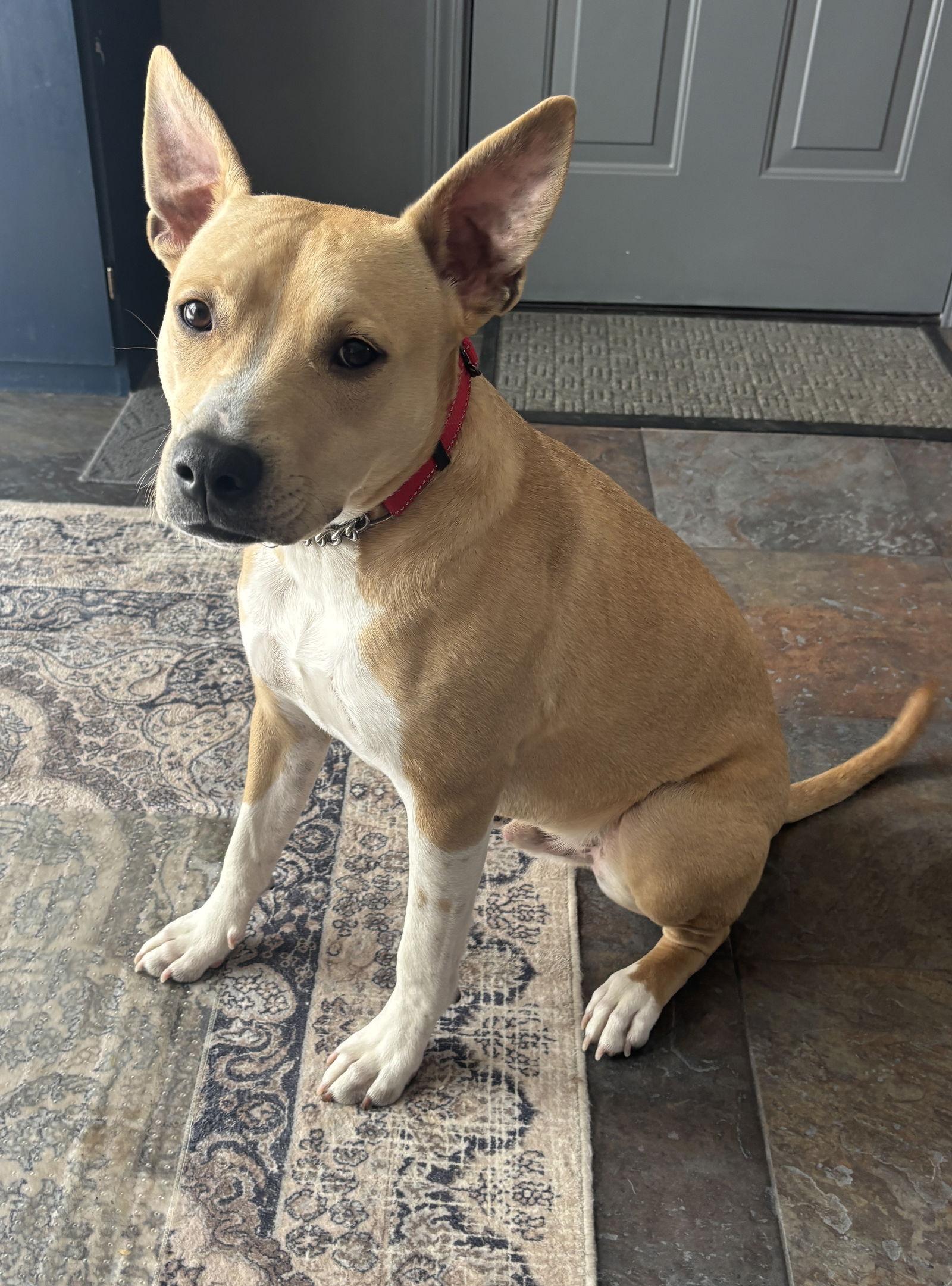 AJ, Adopted, Puppy Male Labrador Retriever & Hound.