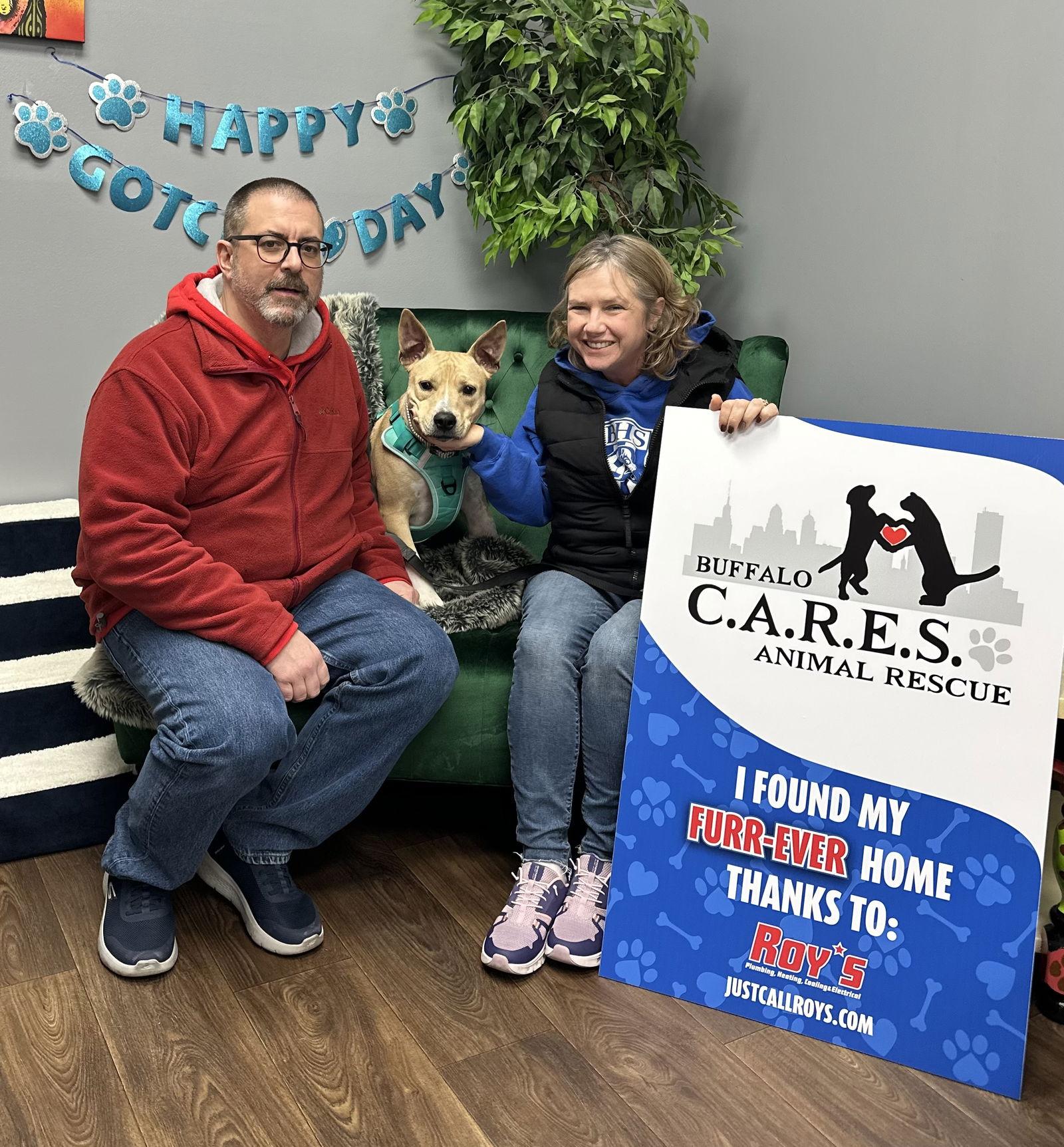 AJ, a Adopted mixed breed in Tonawanda, NY image 2/3