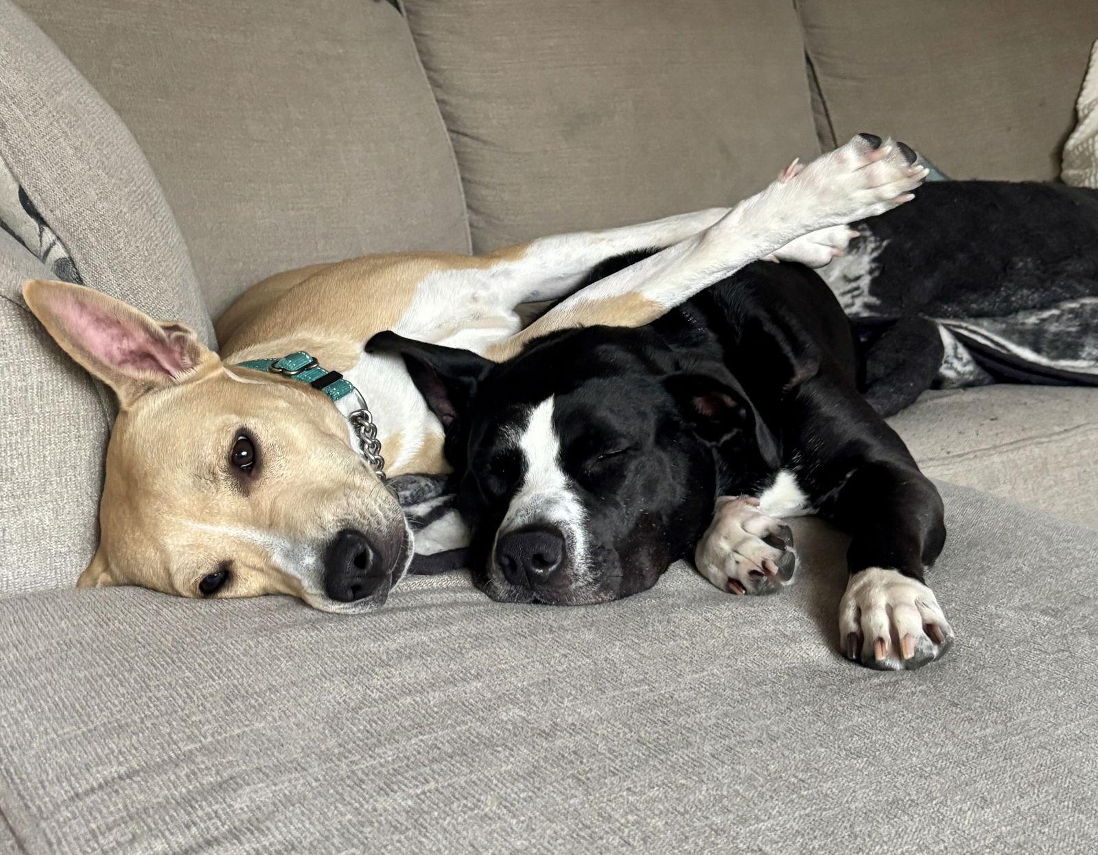 AJ, a Adopted mixed breed in Tonawanda, NY image 3/3