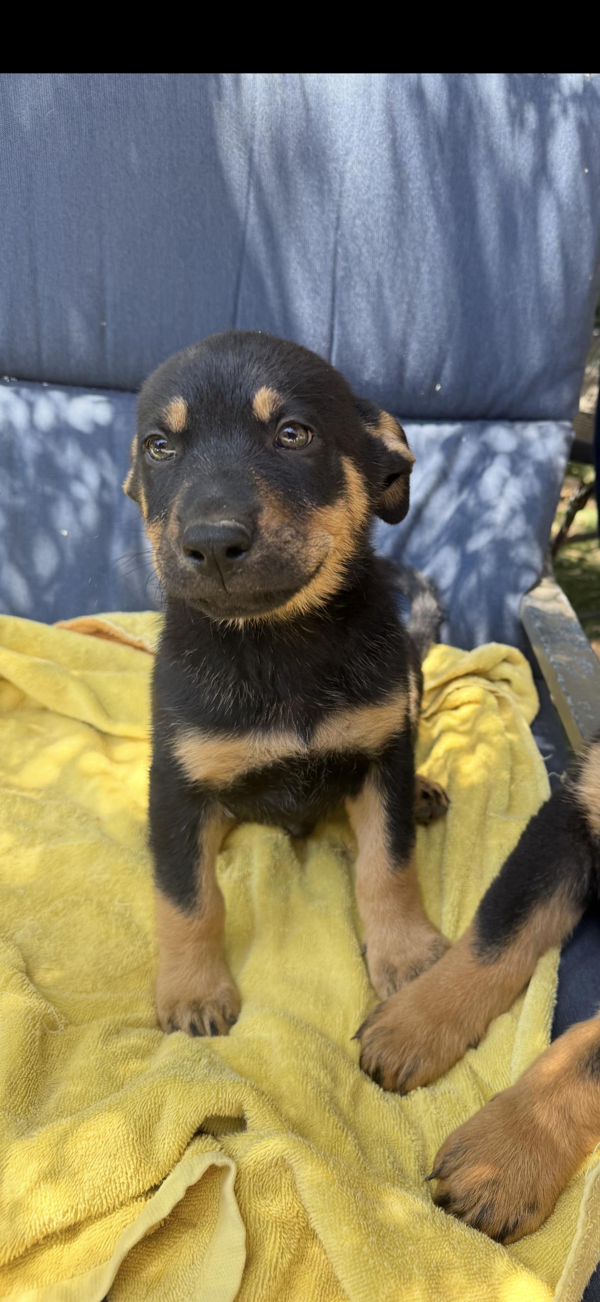 Enlarge Sam, a Adopted Rottweiler in Ramona, CA image 1/1