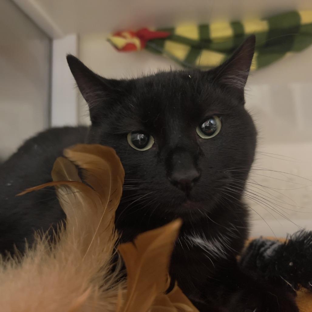 Enlarge Blarney, a Adoptable Domestic Short Hair in Port Townsend, WA image 1/3