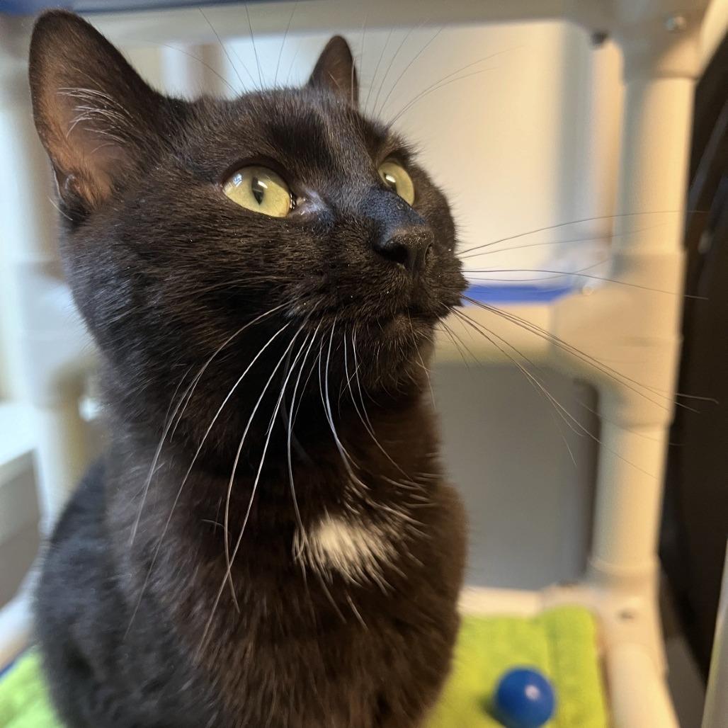 Enlarge Blarney, a Adoptable Domestic Short Hair in Port Townsend, WA image 2/3