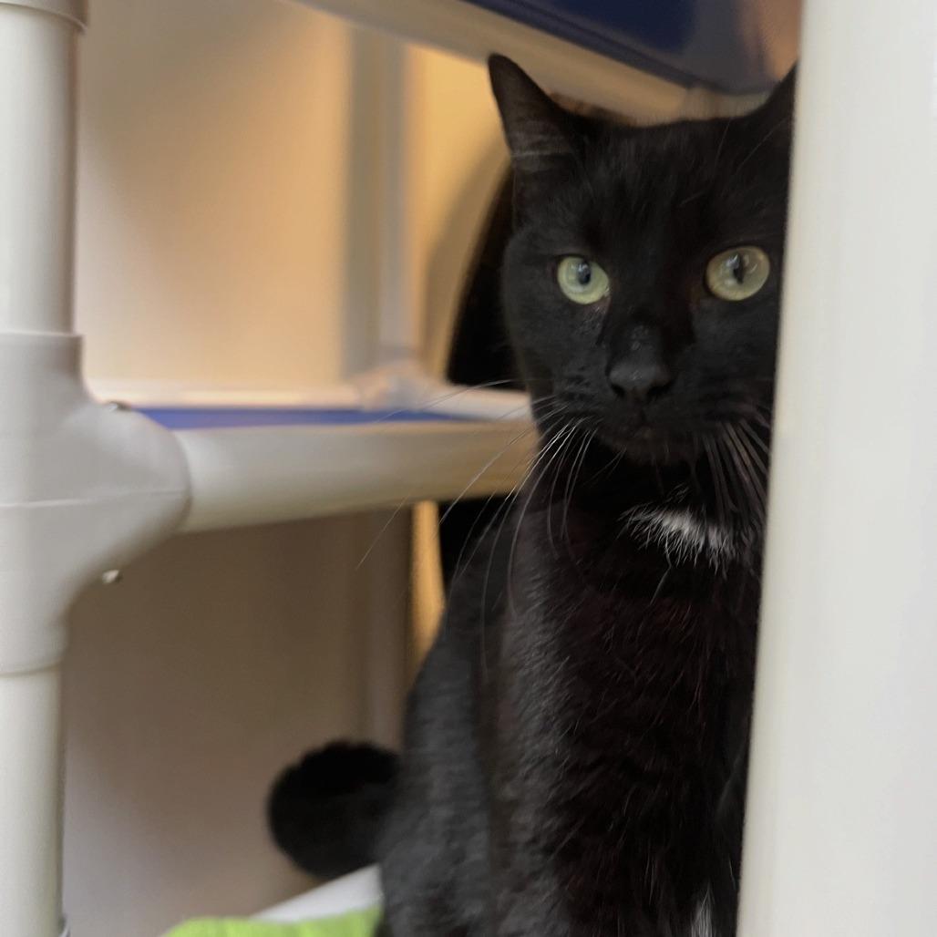 Enlarge Blarney, a Adoptable Domestic Short Hair in Port Townsend, WA image 3/3