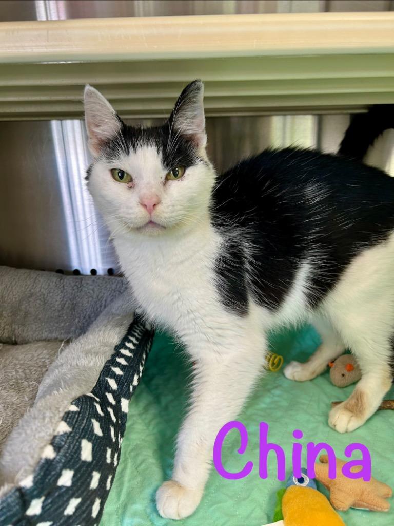 Enlarge China, a Adoptable mixed breed in West Union, OH image 1/1
