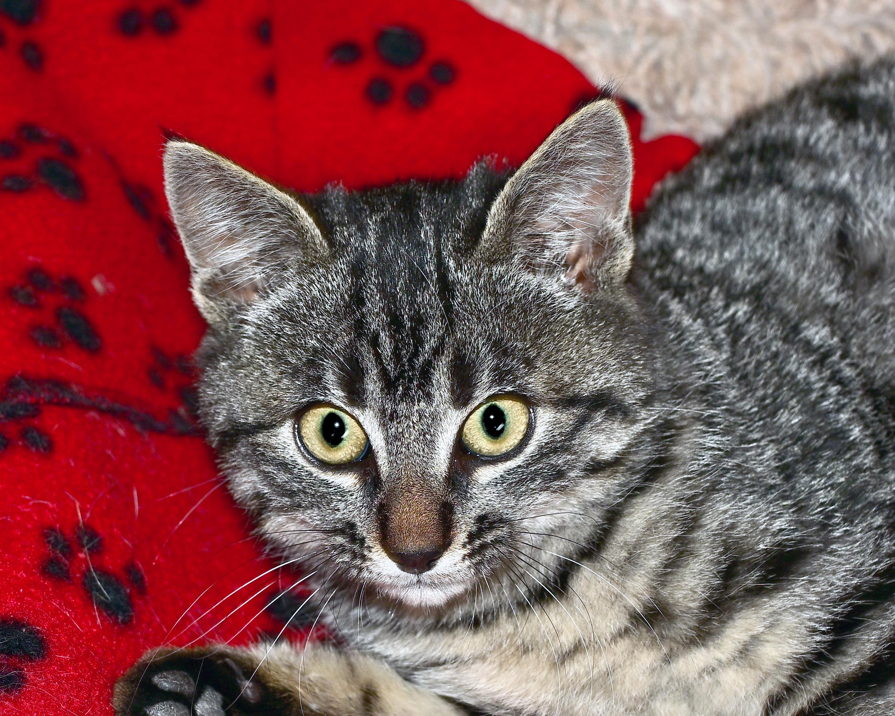 Luke, Adoptable, Young Male Domestic Short Hair.