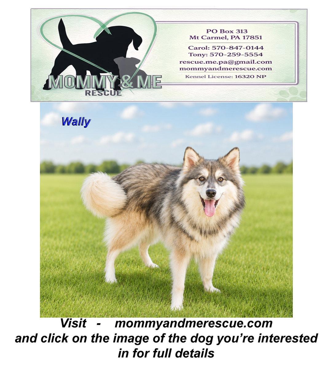 Enlarge Wally, a Adopted mixed breed in Mt Carmel, PA image 1/1