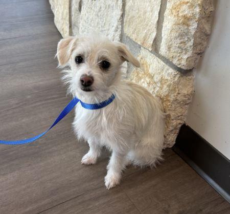 Jack and Jill , adopted, Young Male Chiweenie.