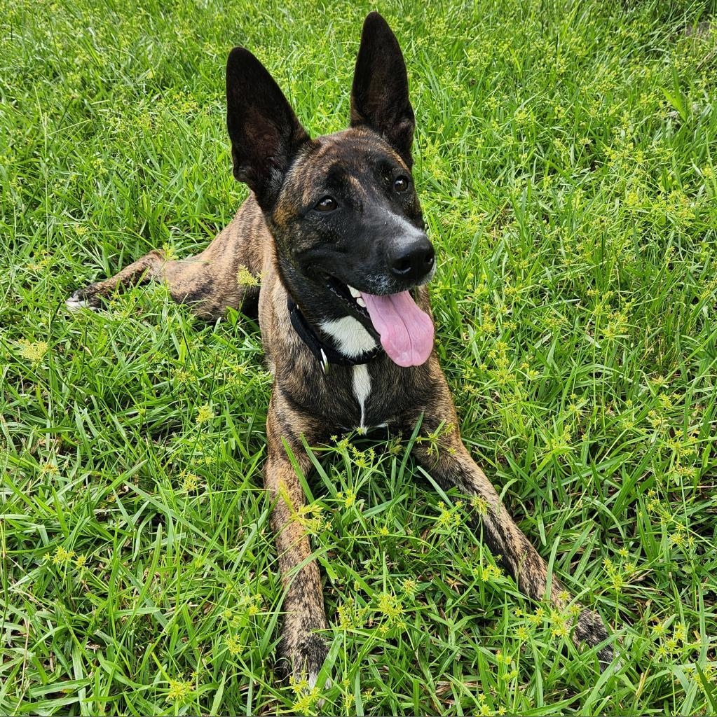 Enlarge Basil, a Adoptable mixed breed in Jupiter, FL image 2/6